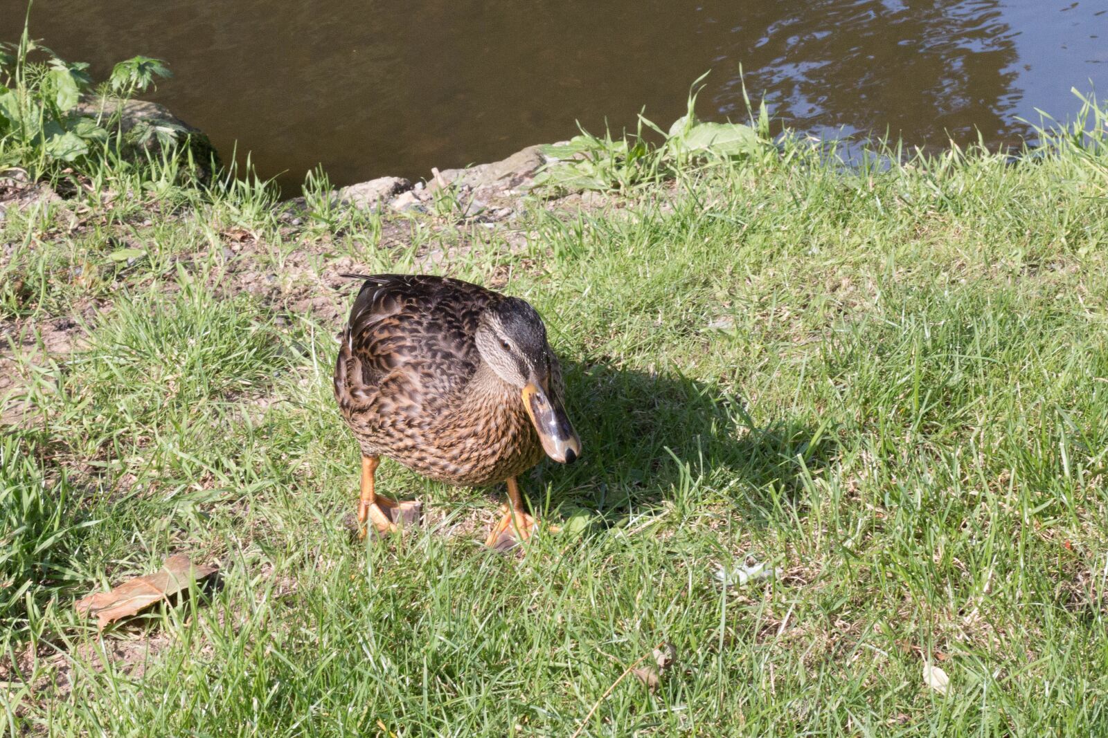 Canon EOS 70D + Canon EF 50mm F1.8 STM sample photo. Duck, water bird, mallard photography