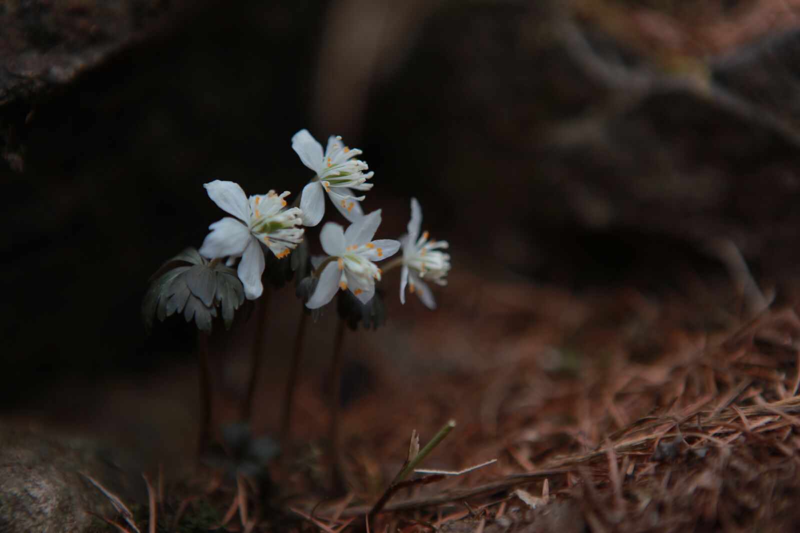 Canon EOS 5D Mark II sample photo. You also wind flower photography