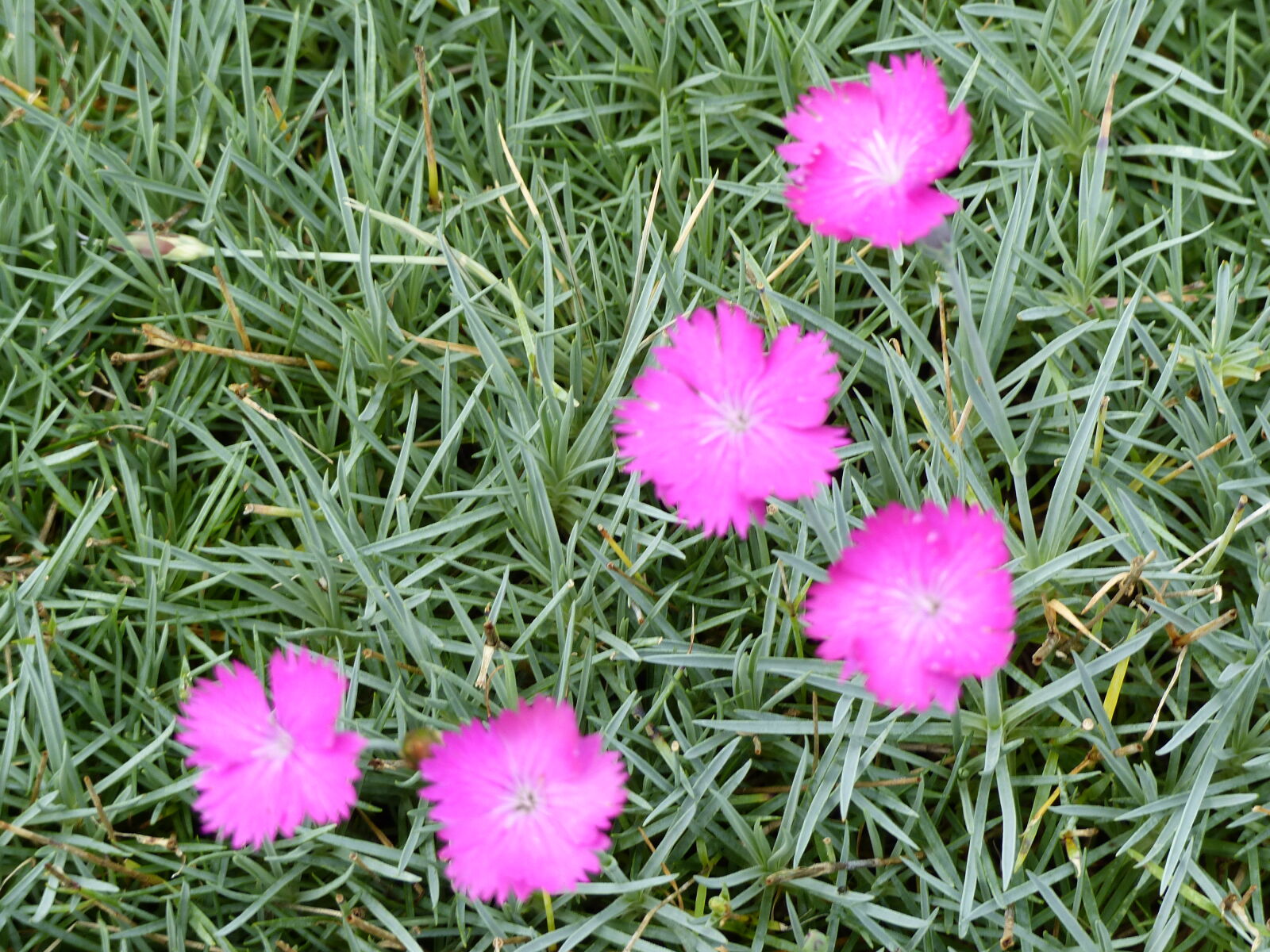Panasonic Lumix DMC-FZ200 sample photo. Flower, garden, grass, nature photography