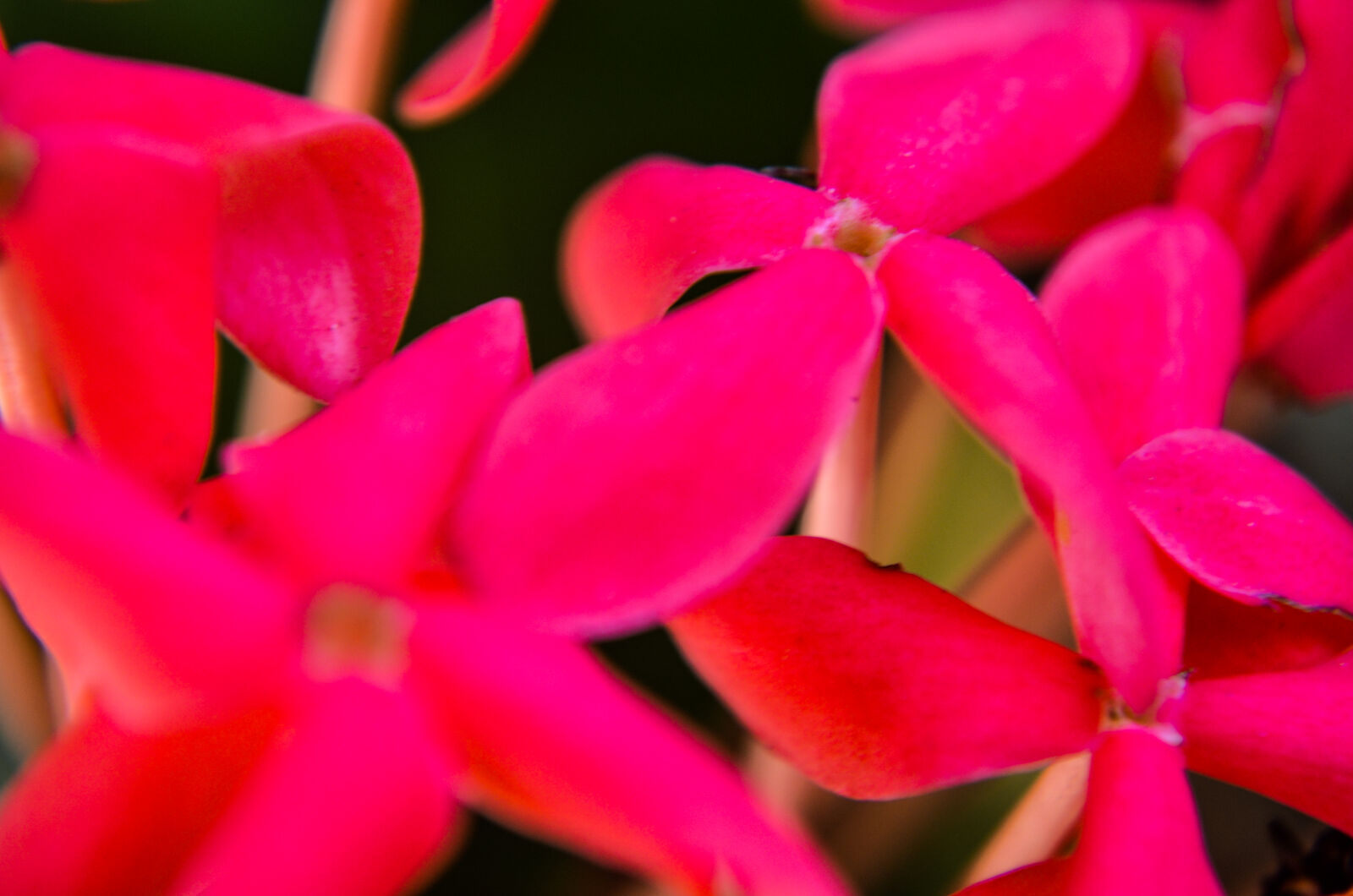 Nikon D5100 sample photo. Flowers photography