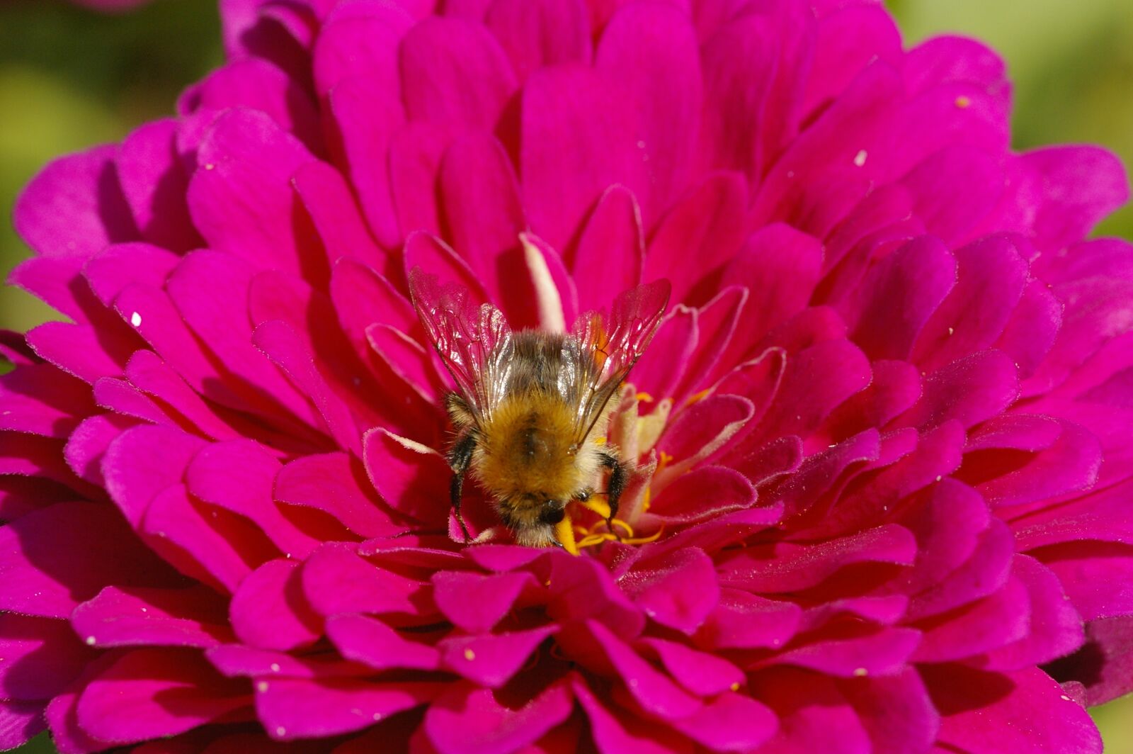 Pentax K100D sample photo. Bee, blossom, bloom photography