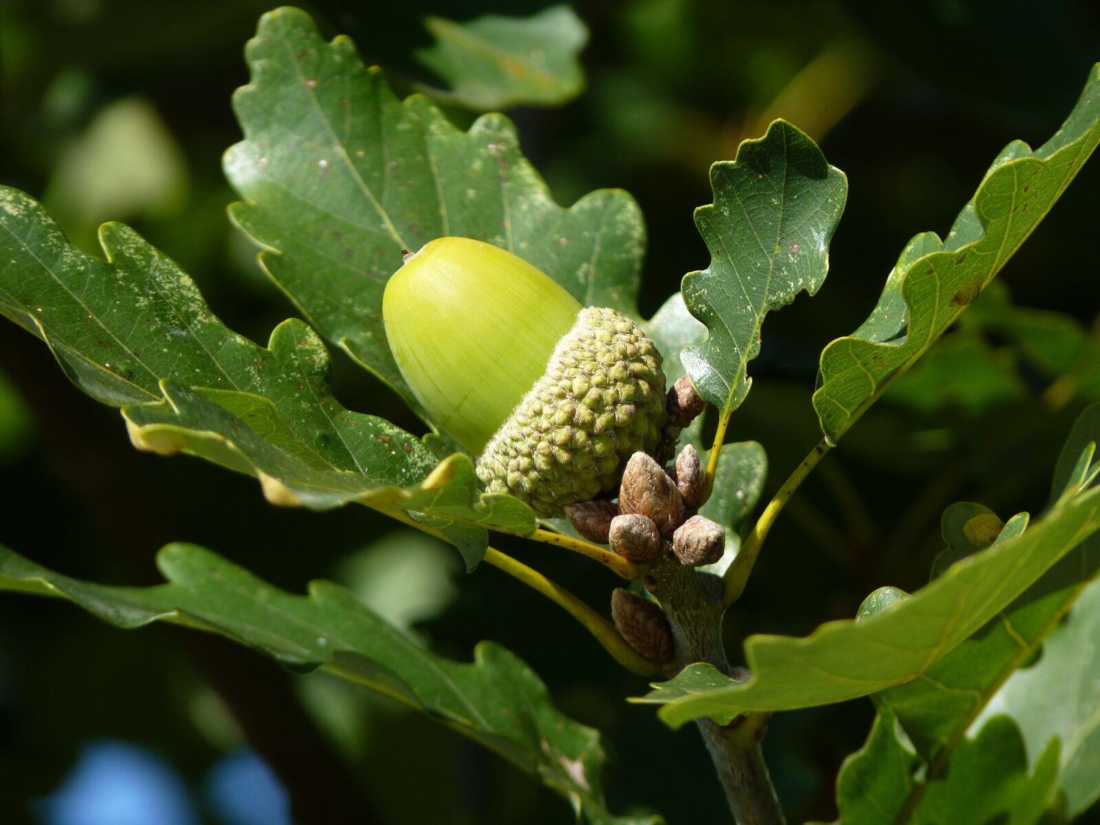 Panasonic Lumix DMC-FZ35 (Lumix DMC-FZ38) sample photo. Oak, leaf, tree photography