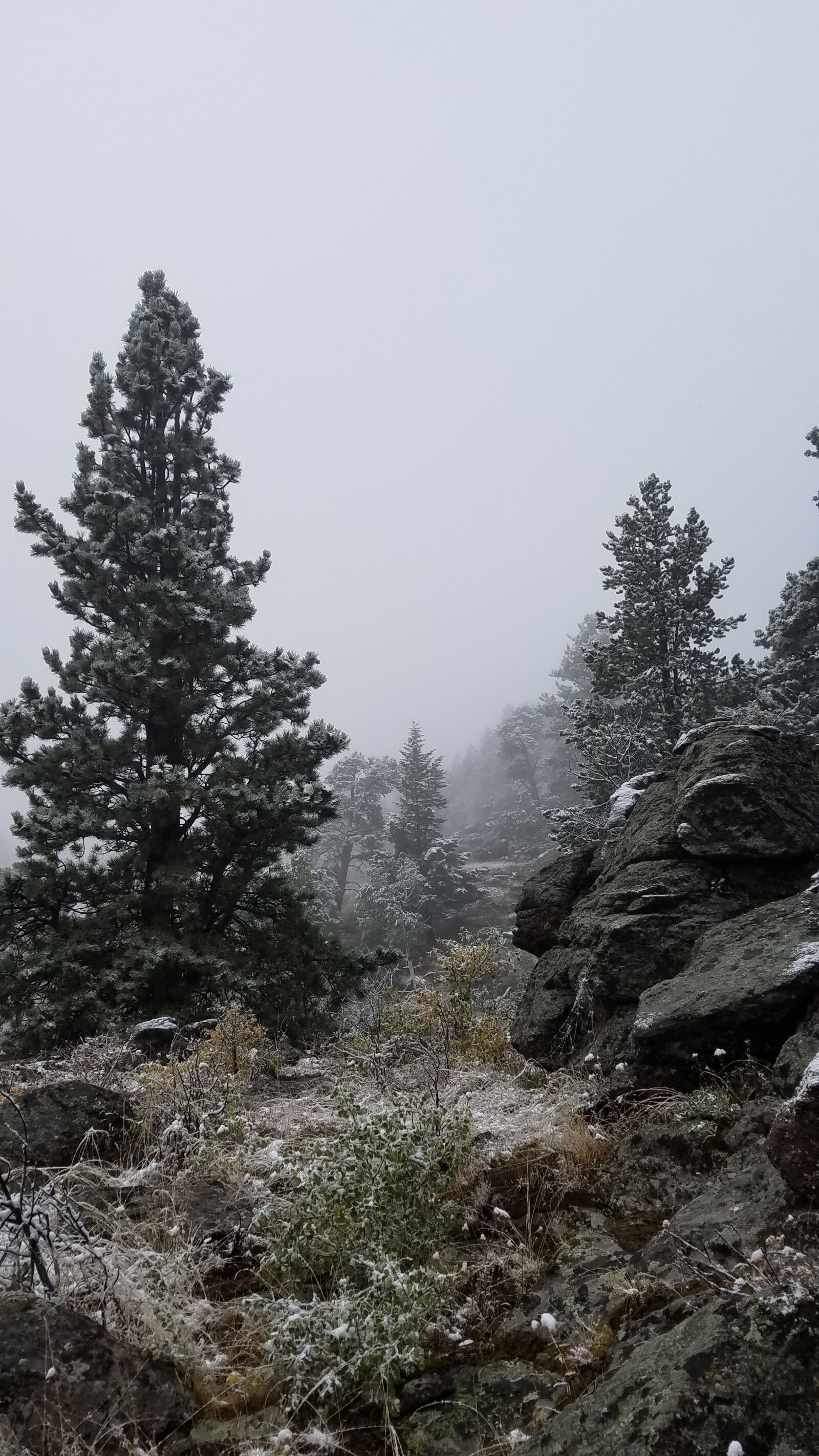 Samsung Galaxy S7 Edge sample photo. Winter, fog, big horn photography