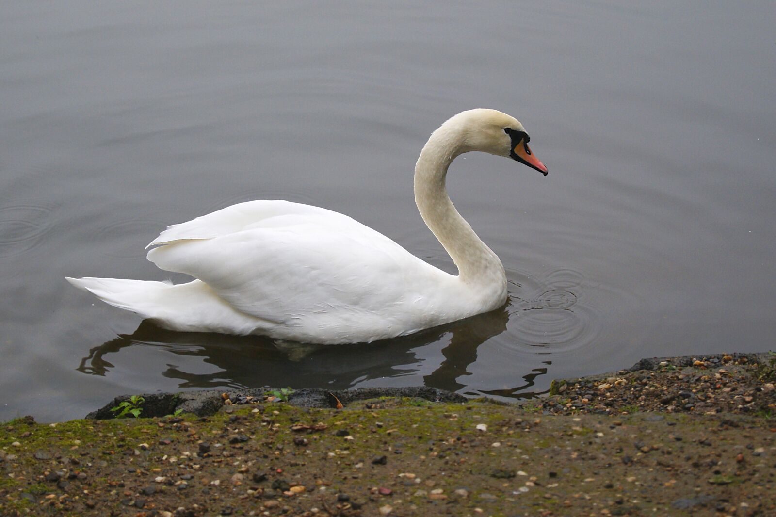 Sony Alpha DSLR-A230 sample photo. Bird, swan, water photography