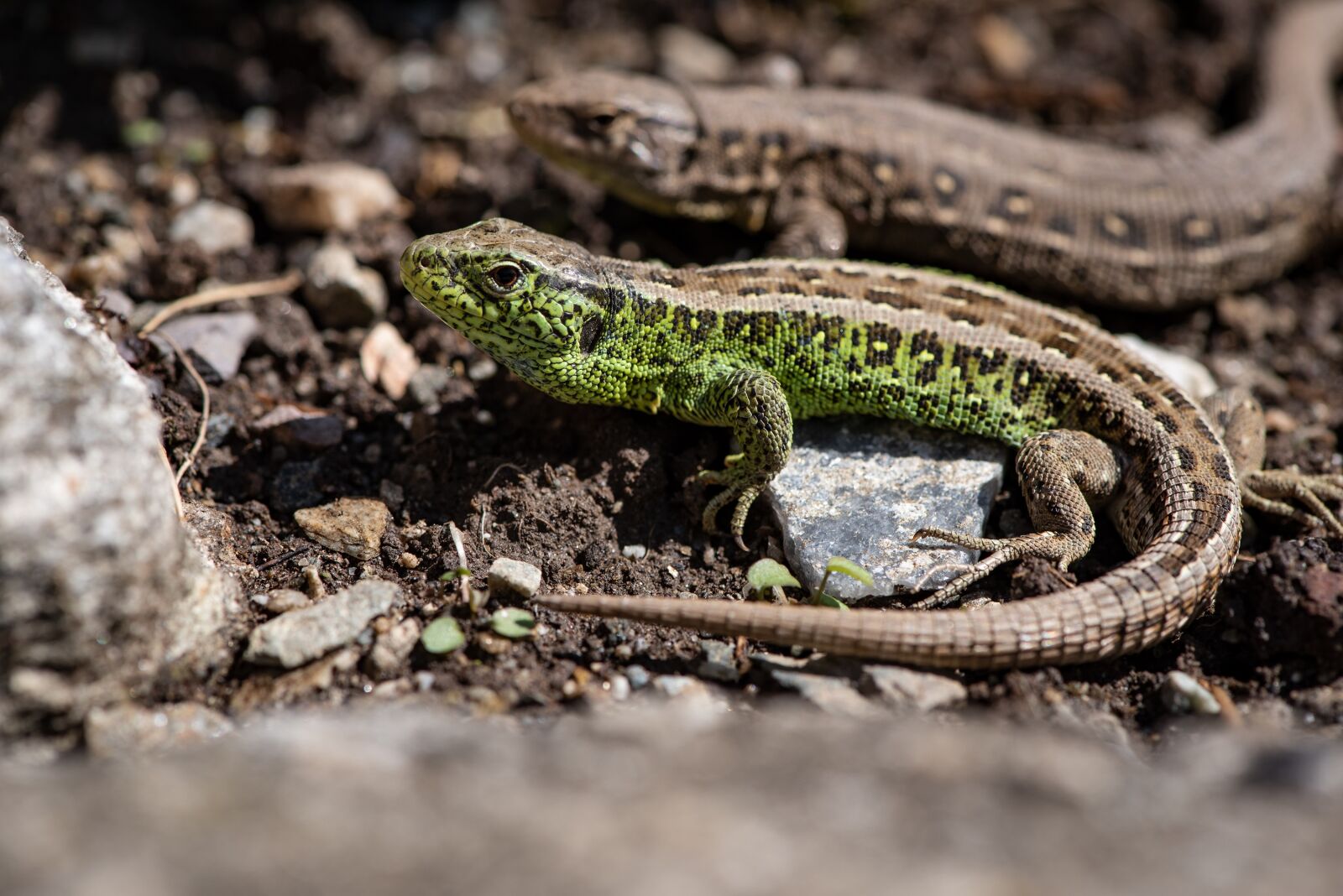 Nikon D750 sample photo. Lizards, animals, garden photography