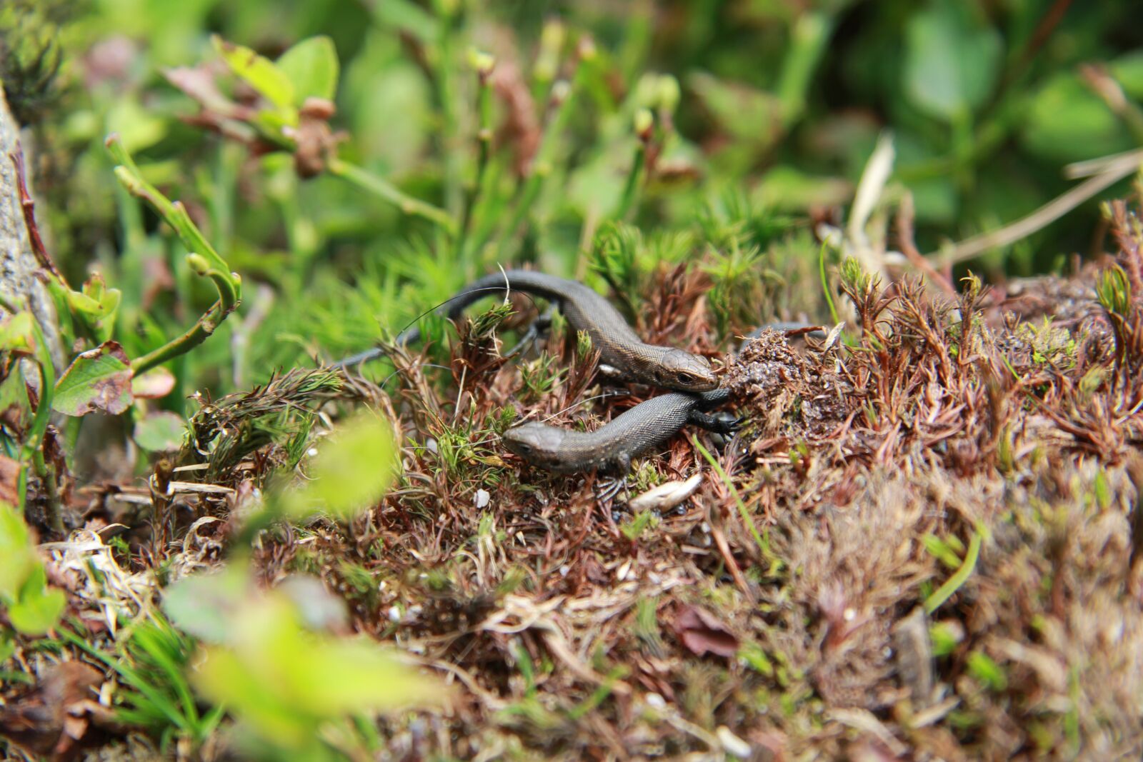Canon EF-S 17-85mm F4-5.6 IS USM sample photo. The lizard, reptile, animal photography