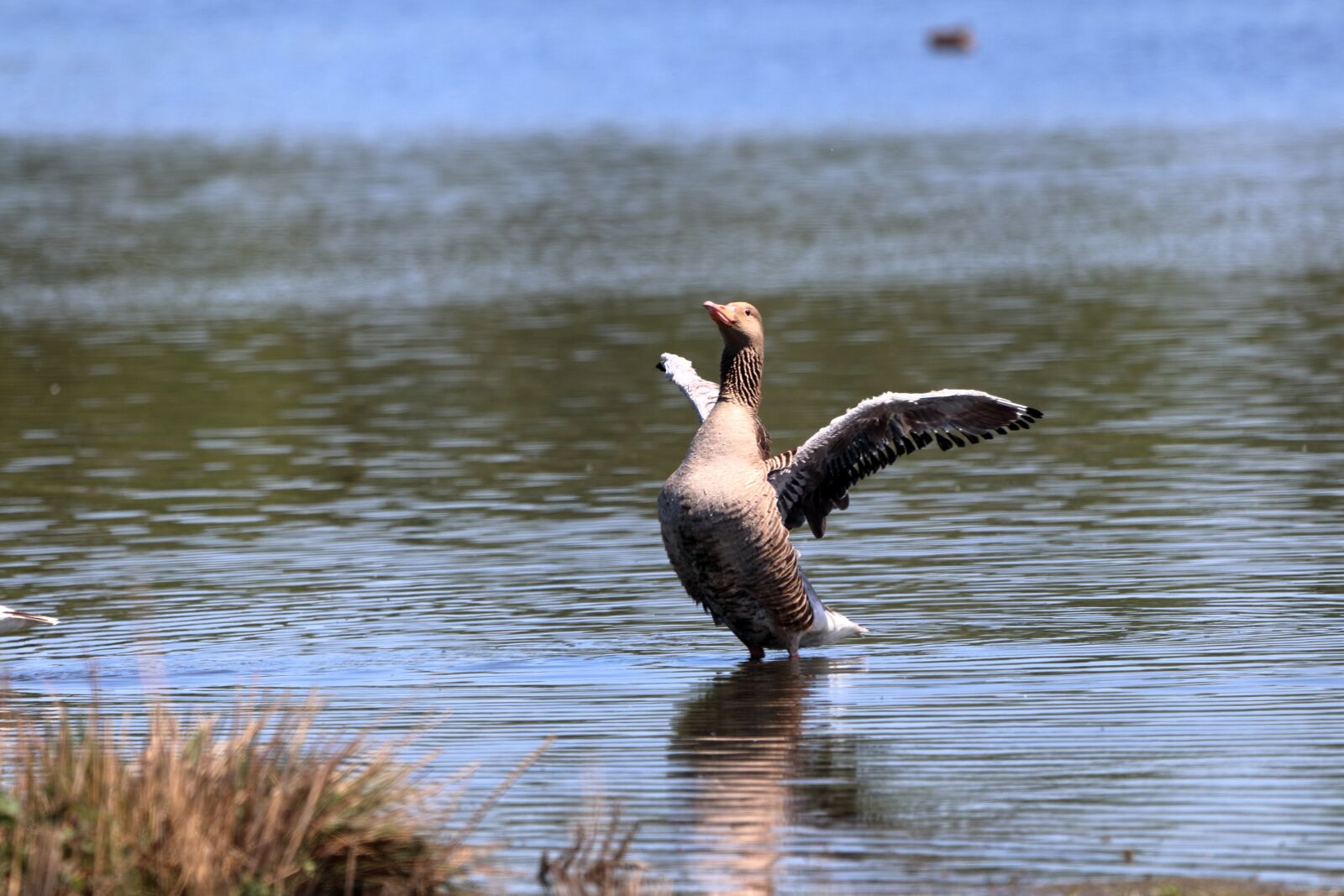 150-600mm F5-6.3 DG OS HSM | Contemporary 015 sample photo. Bird, nature, animal photography