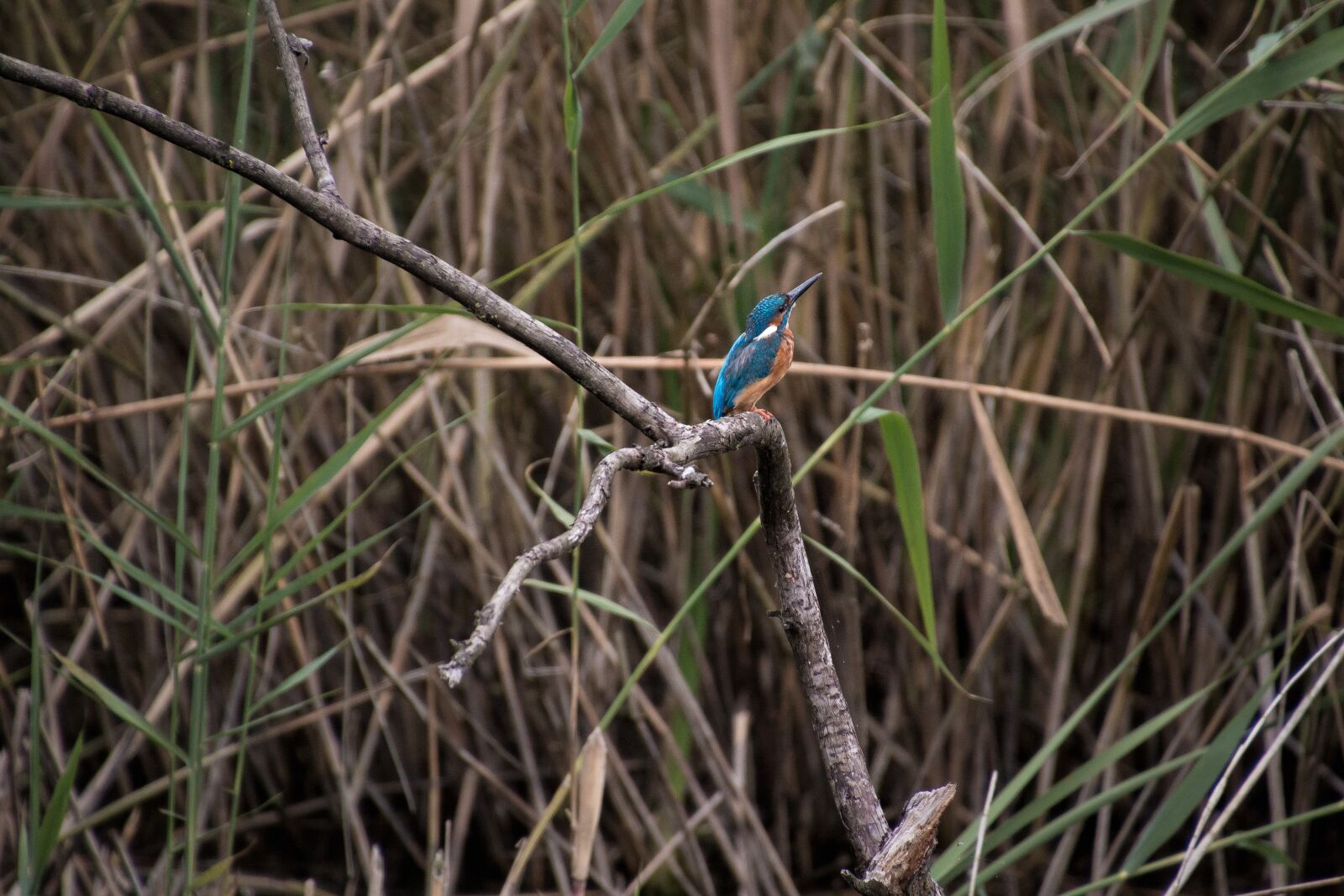 Canon EOS 70D + Tamron 16-300mm F3.5-6.3 Di II VC PZD Macro sample photo. Kingfisher, nature, blue photography
