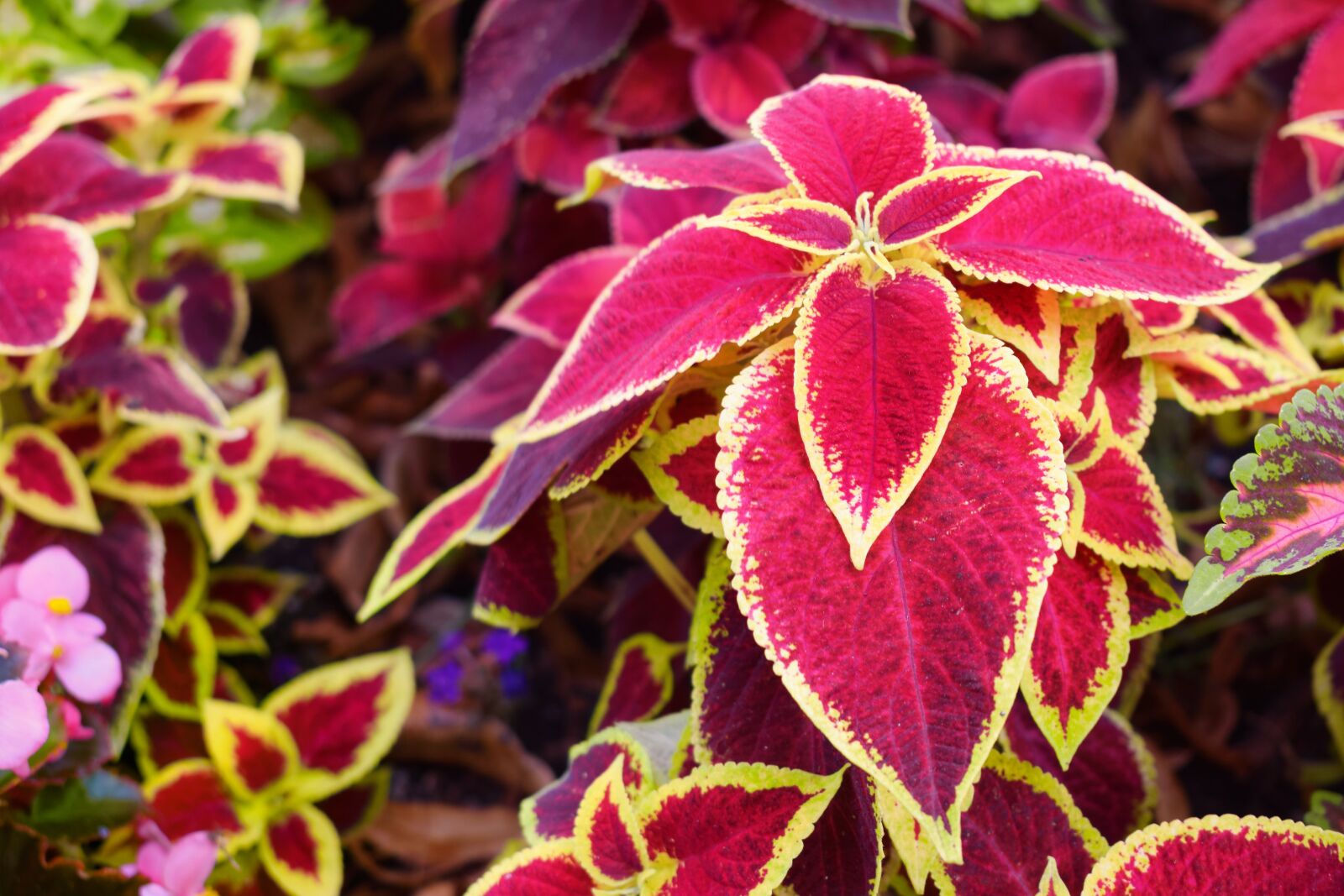 Nikon D3300 sample photo. Colorful nettle, plant, leaves photography