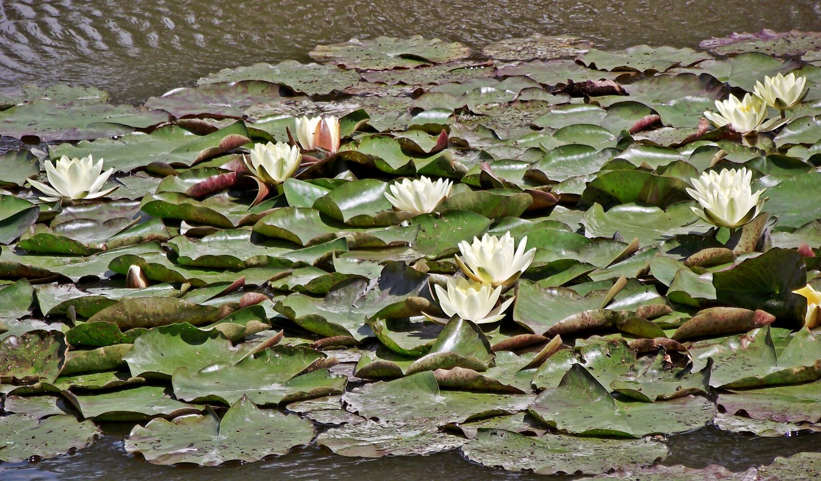 FujiFilm FinePix S1600 (FinePix S1770) sample photo. Water lilies, flowers, white photography