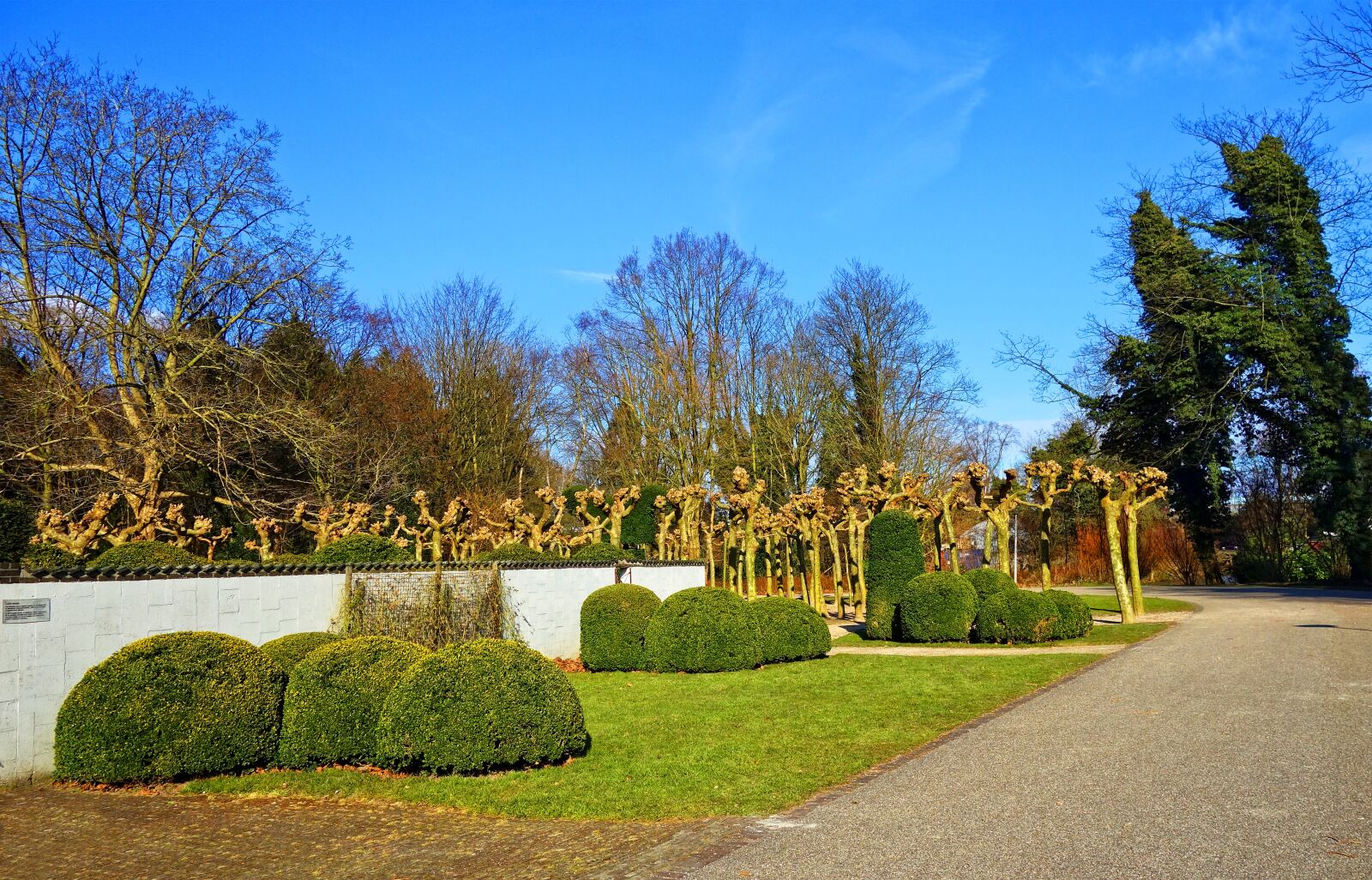 Sony Cyber-shot DSC-RX100 sample photo. Shorn bush, shorn, wall photography