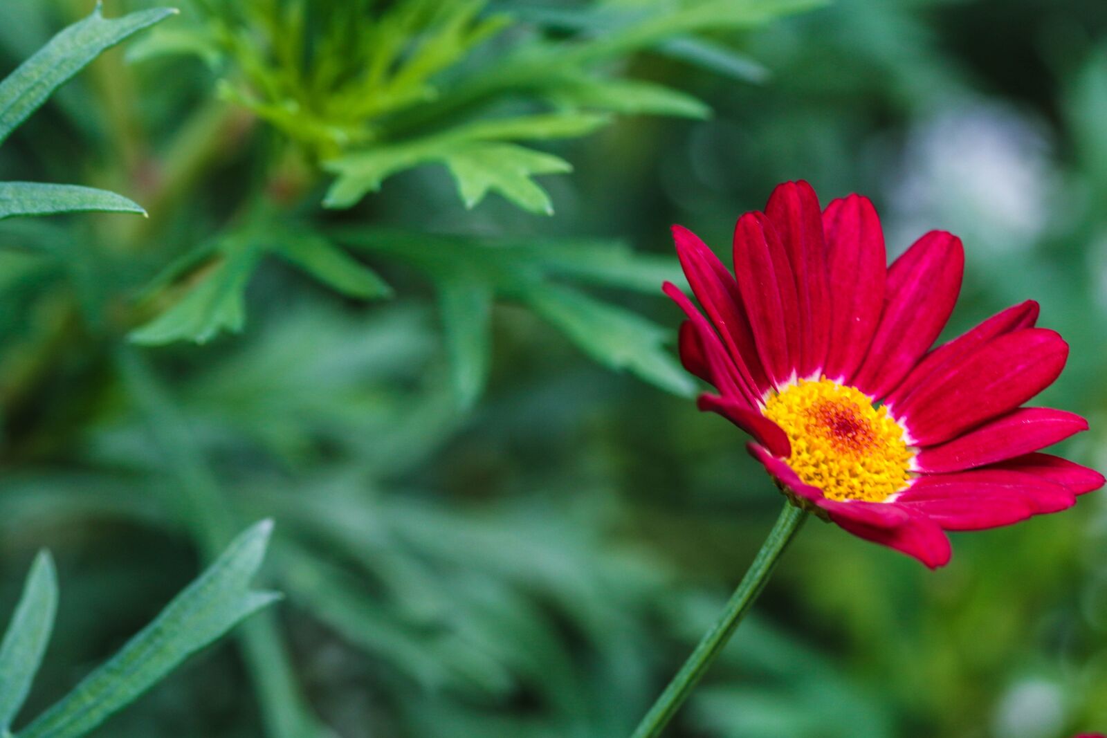 Canon EOS 7D Mark II sample photo. Flower, garden flower, summer photography