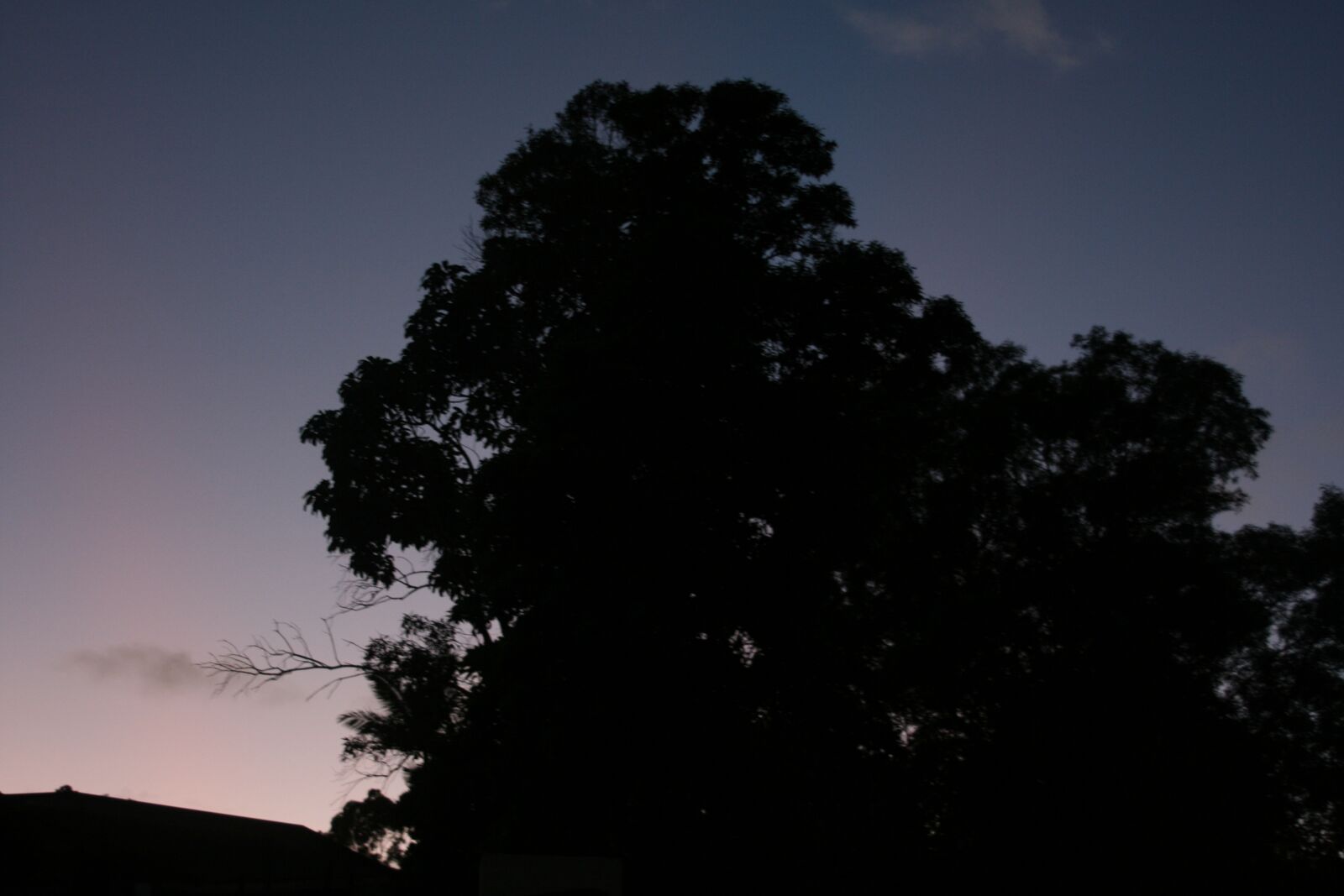 Canon EOS 400D (EOS Digital Rebel XTi / EOS Kiss Digital X) sample photo. Tree, dawn, beautiful photography