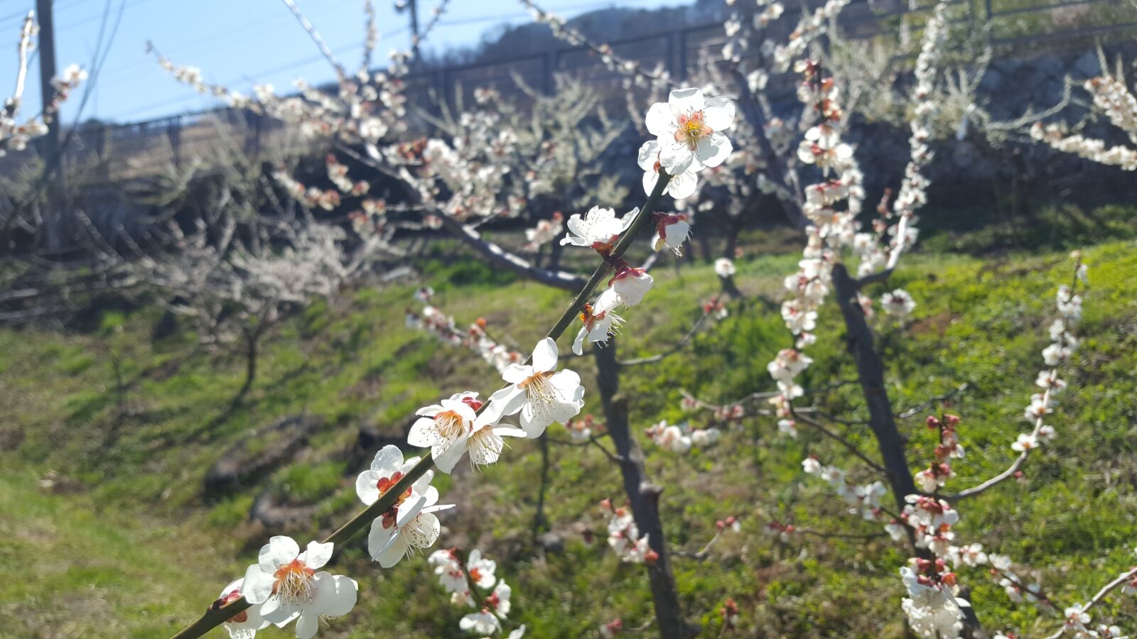 Samsung GALAXY S6 edge sample photo. Gwangyang, the pressure, plum photography
