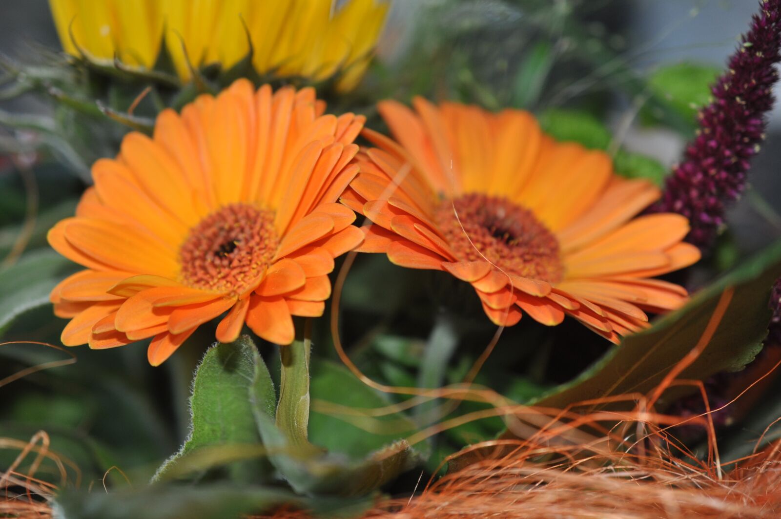 Nikon D90 sample photo. Flowers, nature, gerbera photography