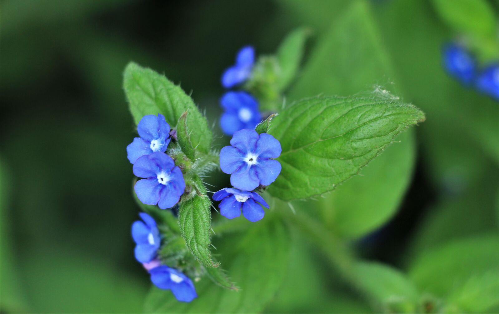 Canon EOS 4000D (EOS Rebel T100 / EOS 3000D) sample photo. Common wild flower, flower photography