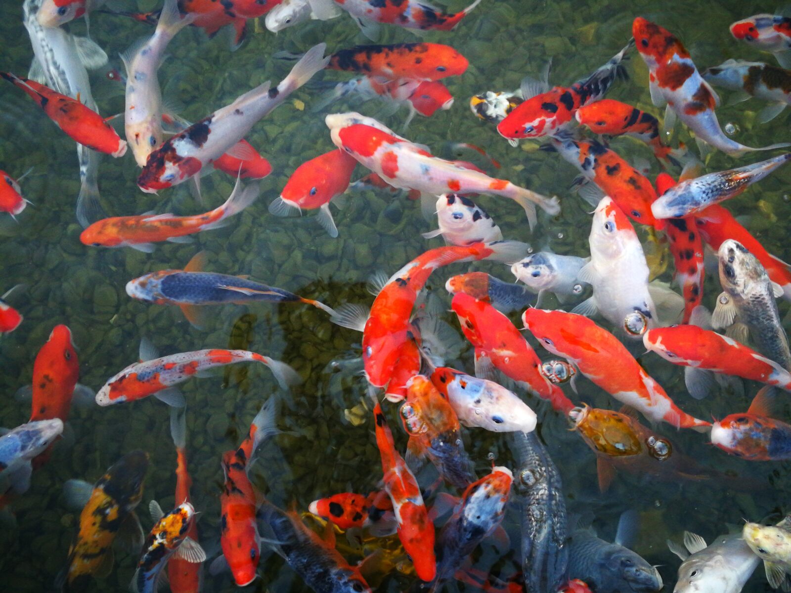 HUAWEI P10 sample photo. Fish, israel aquarium, sea photography