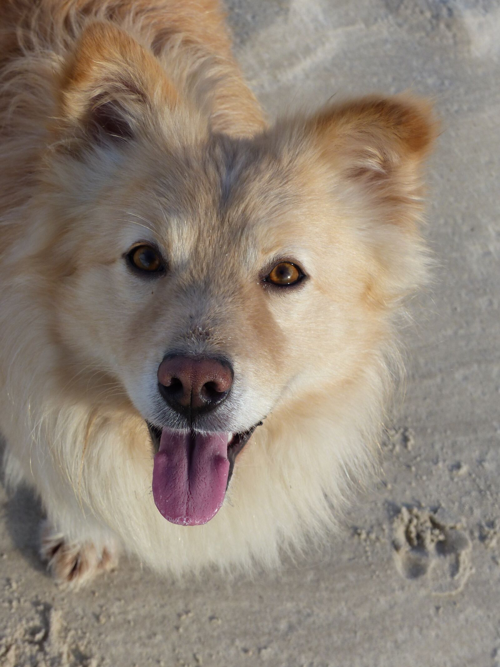 Panasonic Lumix DMC-FZ200 sample photo. Dog, sweet, watch photography