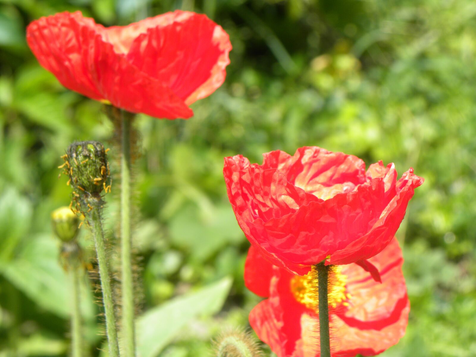 Nikon Coolpix P90 sample photo. Poppies, field, summer photography
