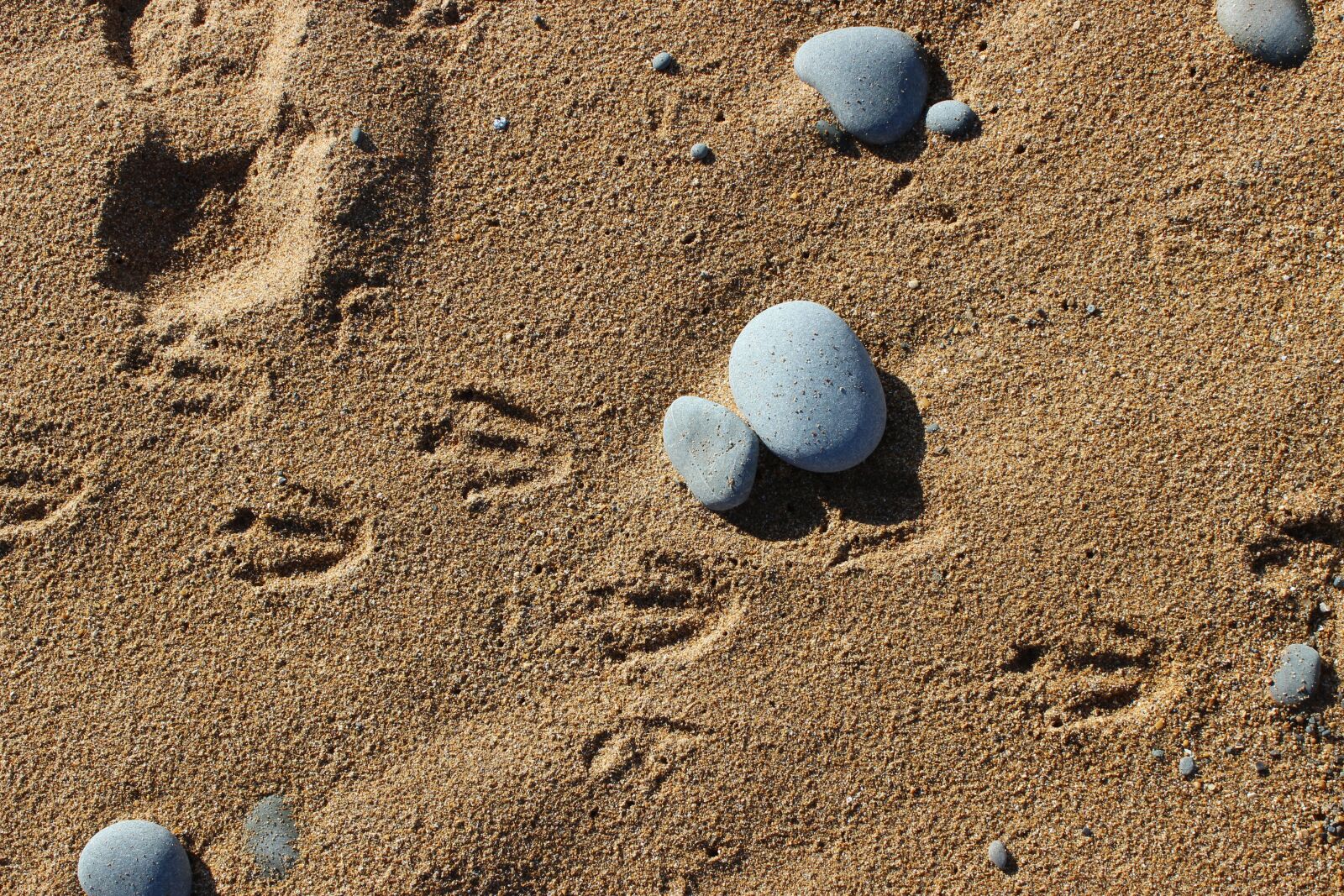 Canon EOS 600D (Rebel EOS T3i / EOS Kiss X5) sample photo. Penguins, footprints in the photography