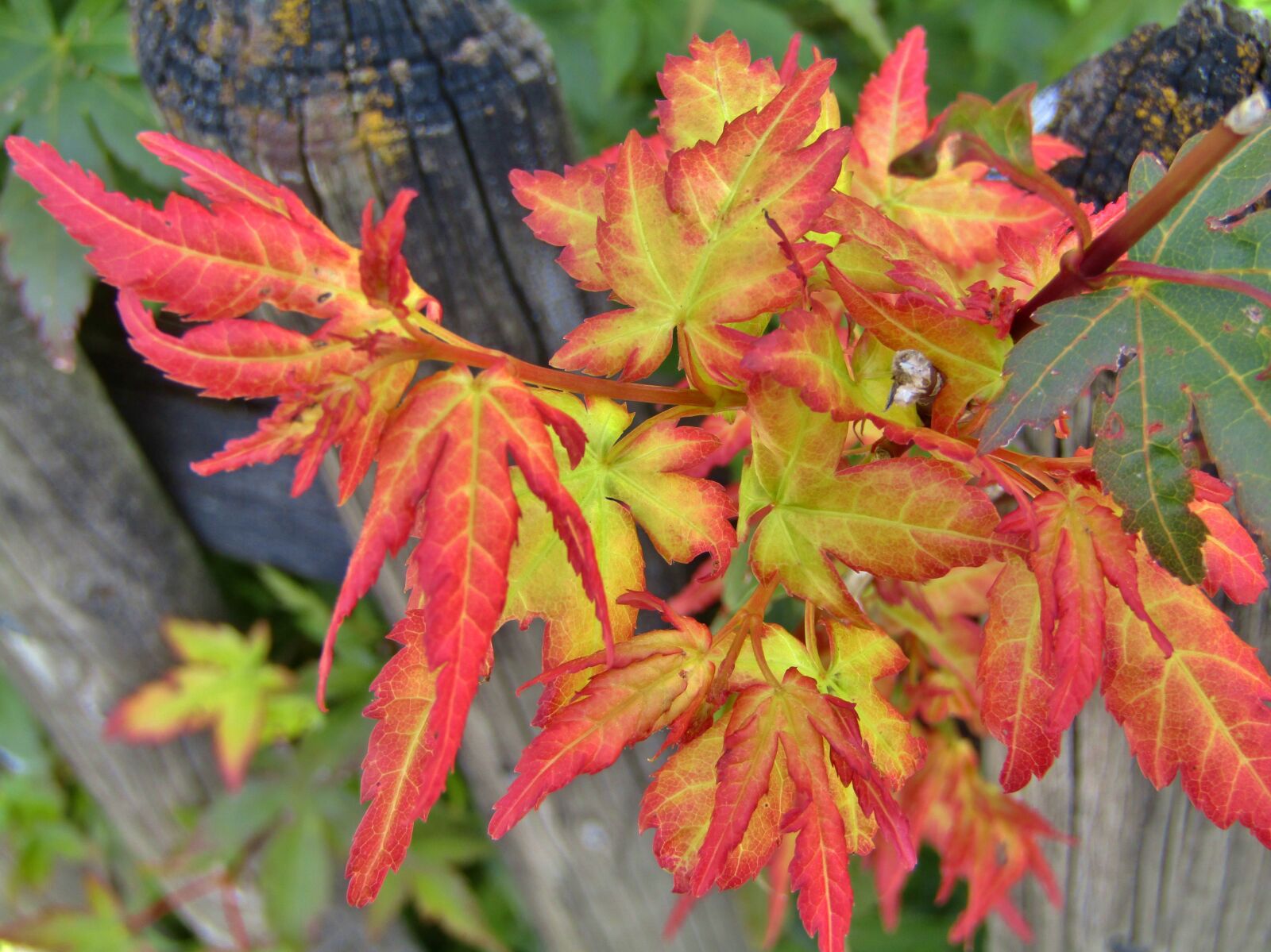 Canon POWERSHOT SX432 IS sample photo. Leaves, garden, bush photography