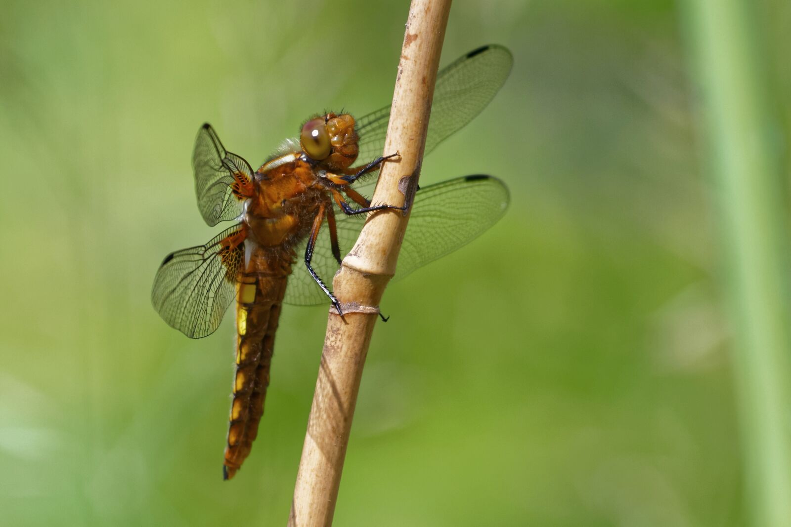 Canon EOS 7D sample photo. Dragonfly, dragonflies, plattbauch photography