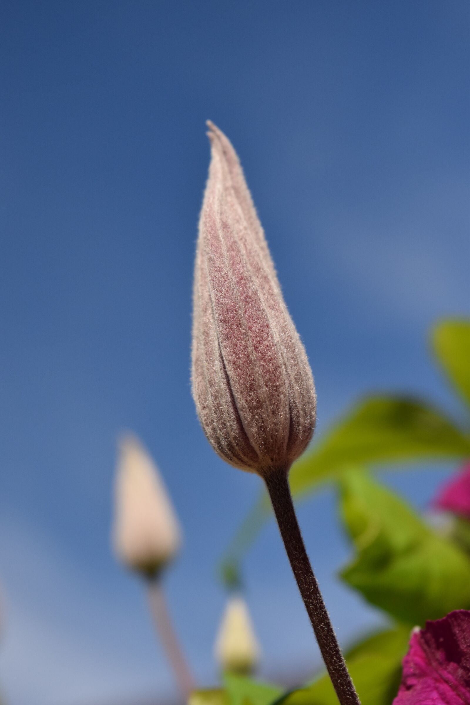 Nikon D3300 sample photo. Bud, blossom, bloom photography