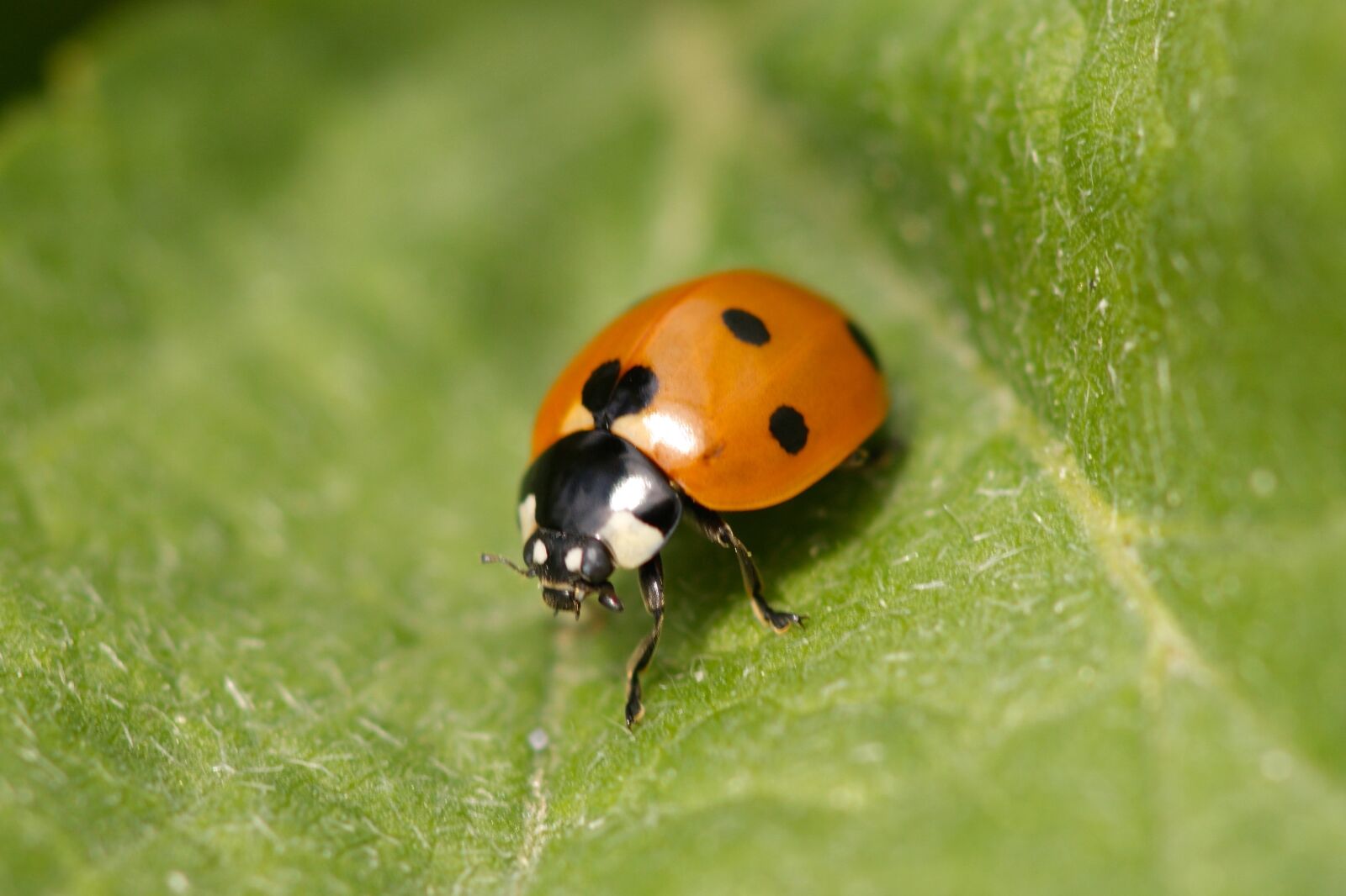 Sony Alpha DSLR-A350 sample photo. Ladybug, points, beetle photography