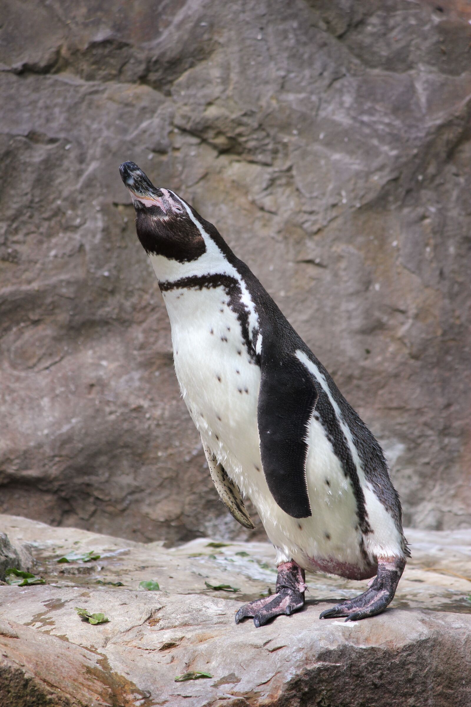 Canon EOS 550D (EOS Rebel T2i / EOS Kiss X4) sample photo. Penguin, zoo, water bird photography