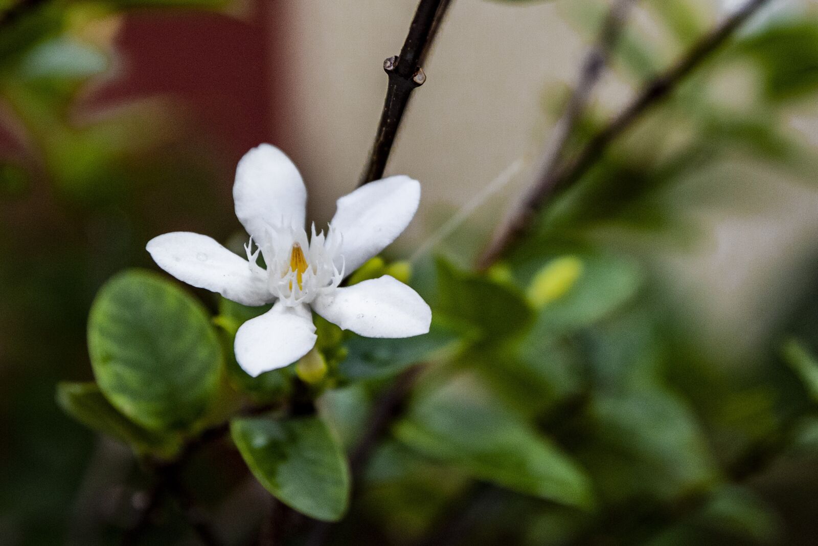 Tamron SP AF 17-50mm F2.8 XR Di II LD Aspherical (IF) sample photo. Jasmine, white, flower photography