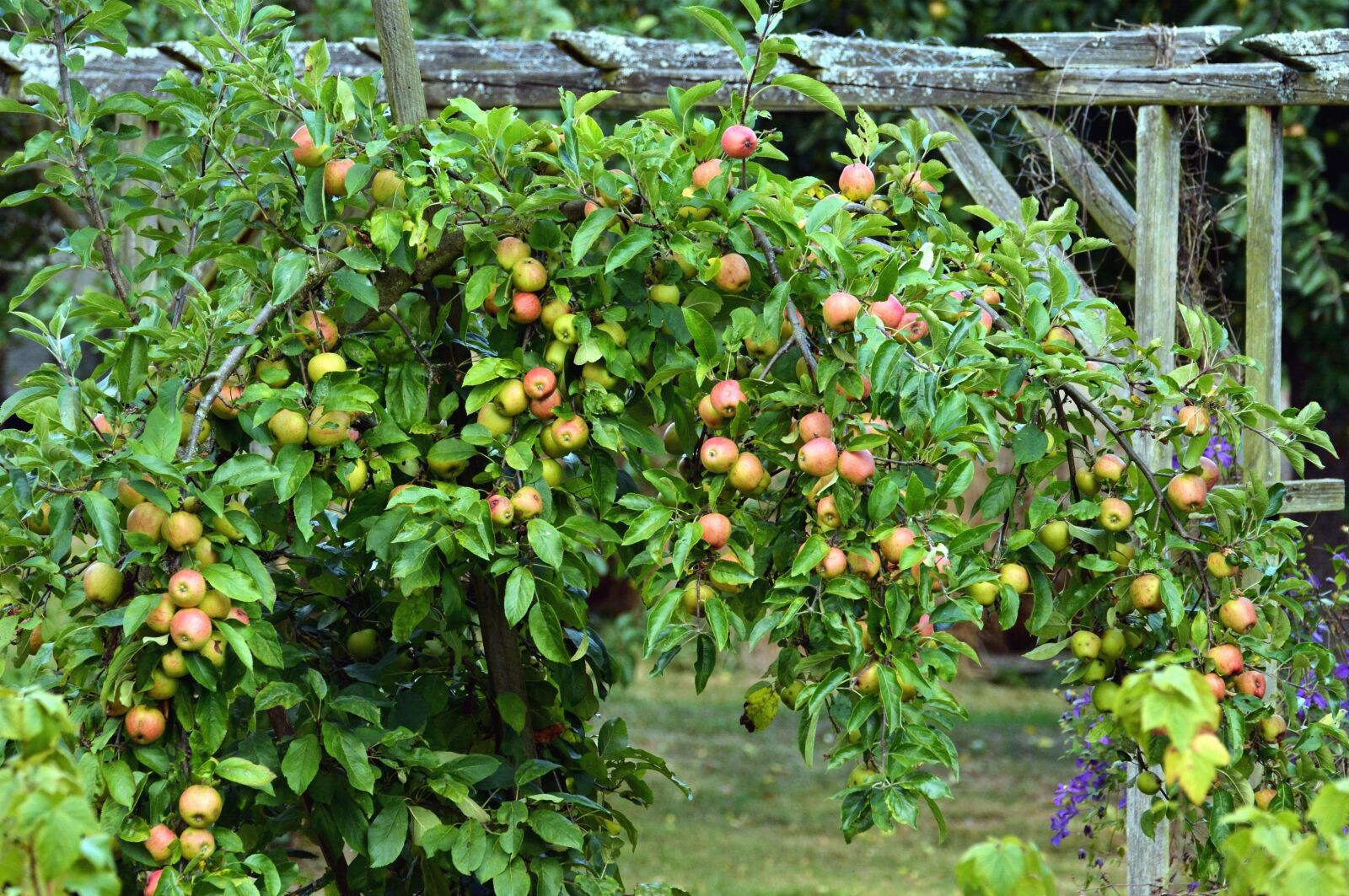 Nikon D5200 sample photo. Apple, tree, branch, leaf photography