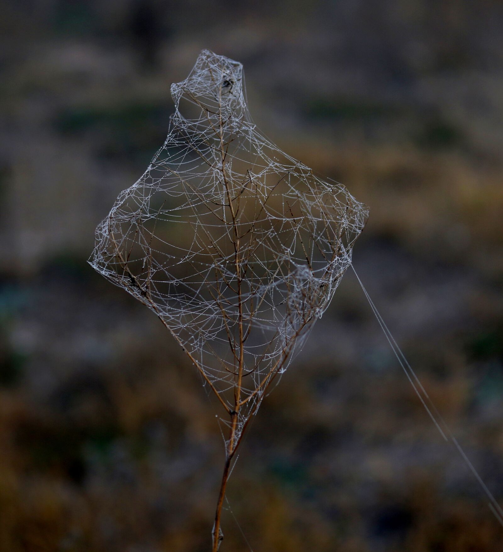 Canon EF-S 60mm F2.8 Macro USM sample photo. Spider web, wet, dew photography