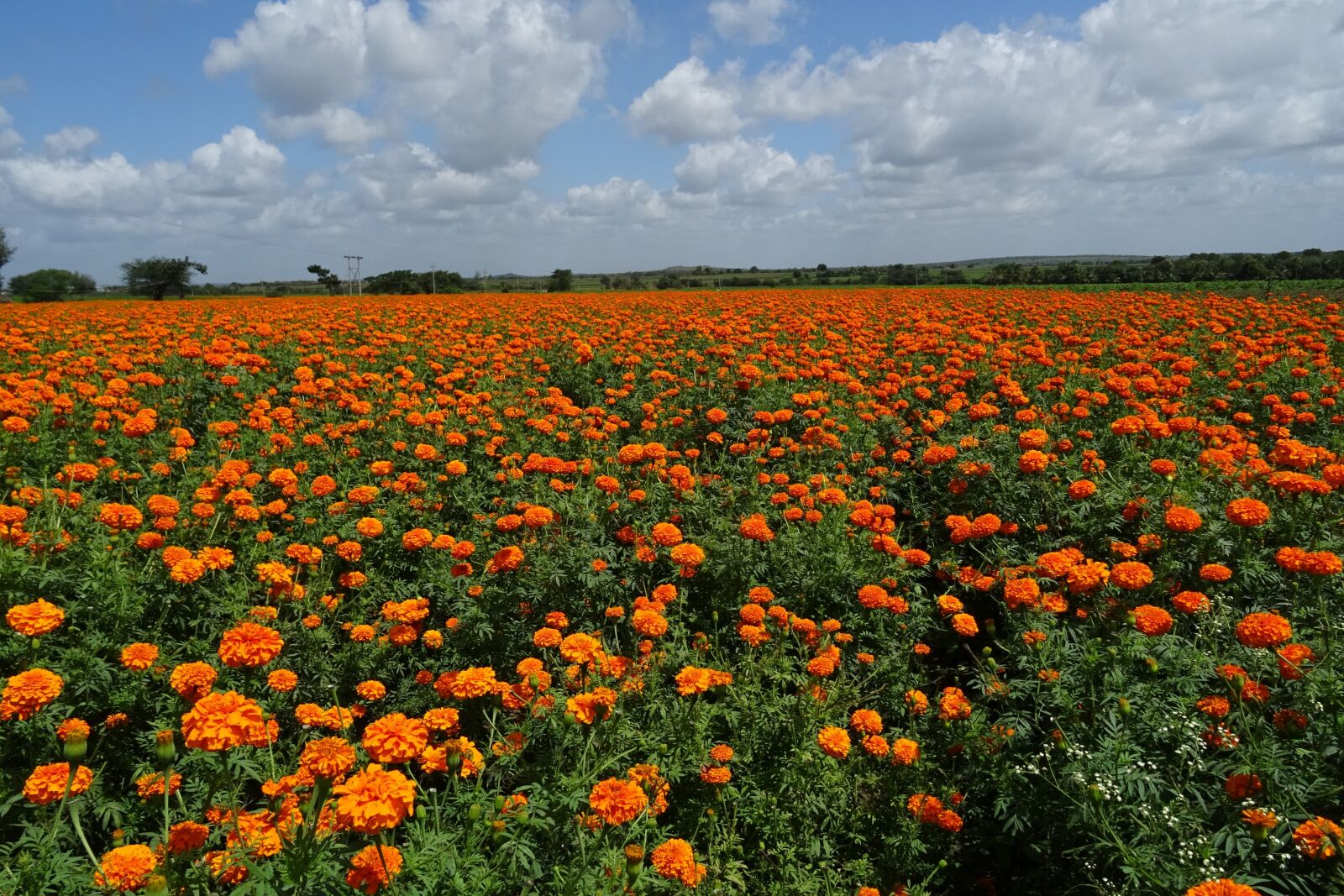 Sony DSC-HX60V sample photo. Flower, marigold, orange photography
