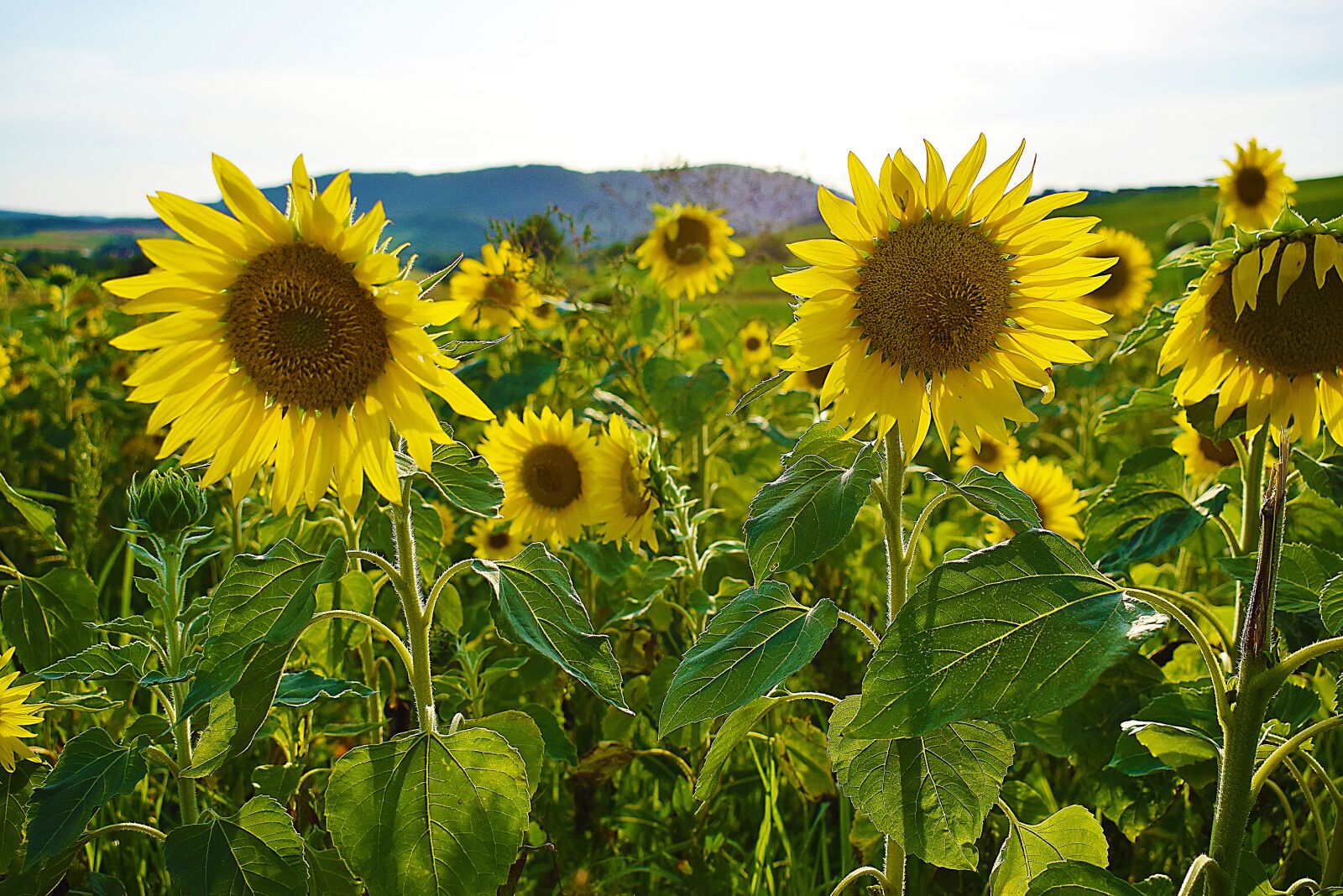 Nikon D5300 sample photo. Sunflower, summer, yellow photography