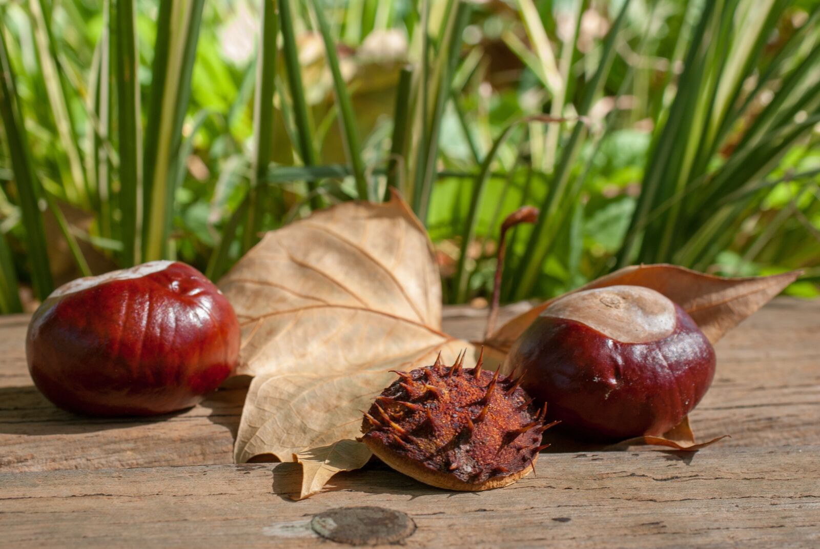 Nikon D80 sample photo. Chestnut, fruit, leaf photography