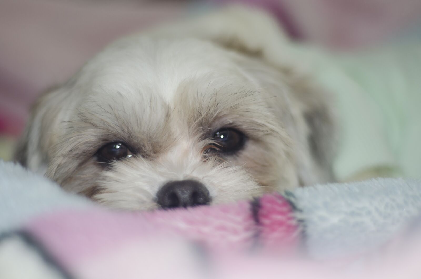 Nikon D5100 sample photo. Dog, green, animal photography