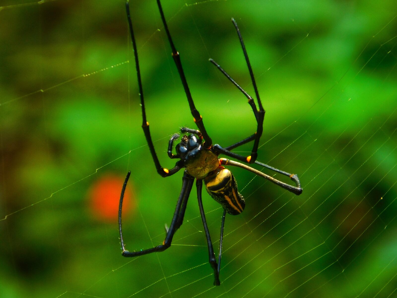 Nikon Coolpix L840 sample photo. Spider, web, nature photography
