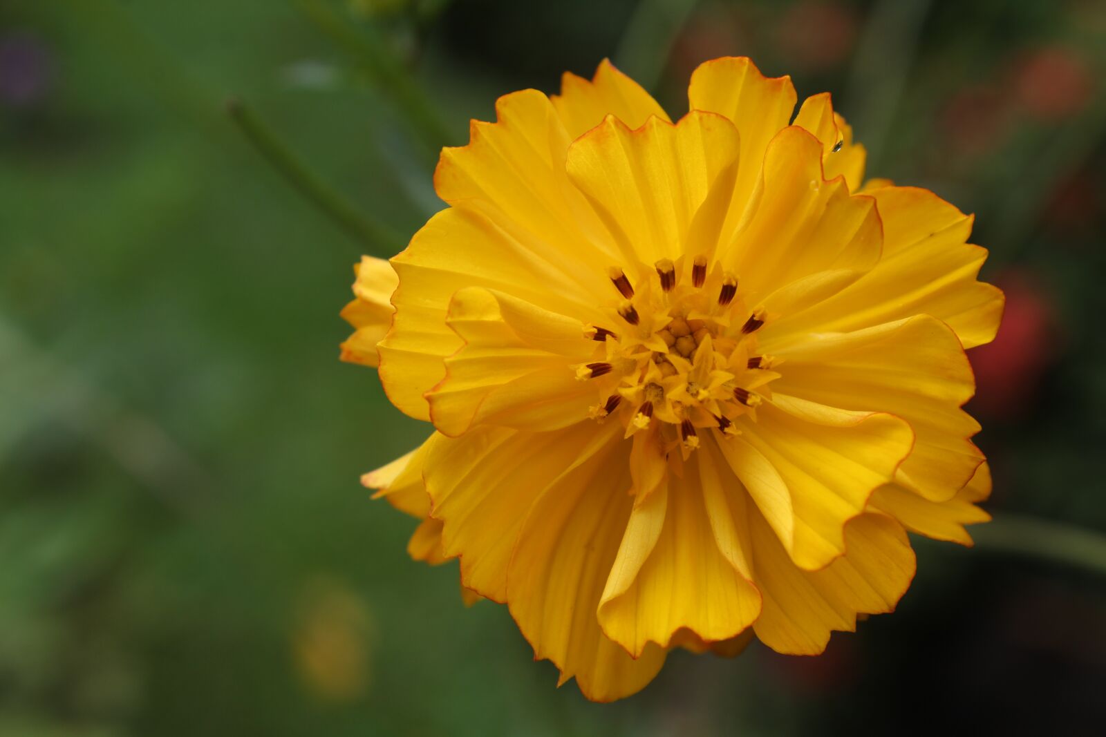 Canon EOS 1300D (EOS Rebel T6 / EOS Kiss X80) + Canon EF-S 18-55mm F3.5-5.6 III sample photo. Yellow flower, yellow petals photography