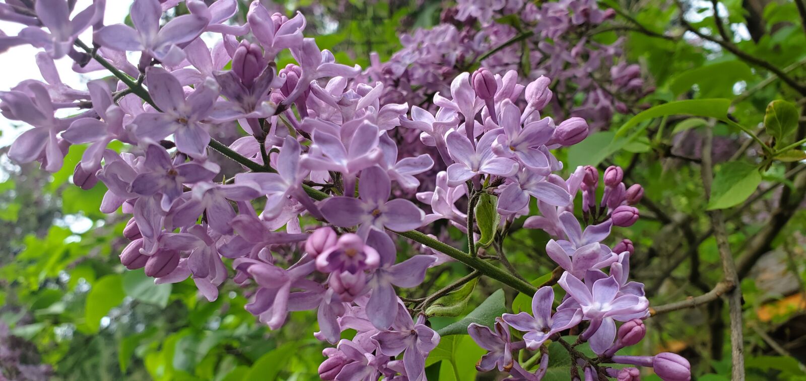 Samsung Galaxy S10e sample photo. Lilac, lilacs, floral photography