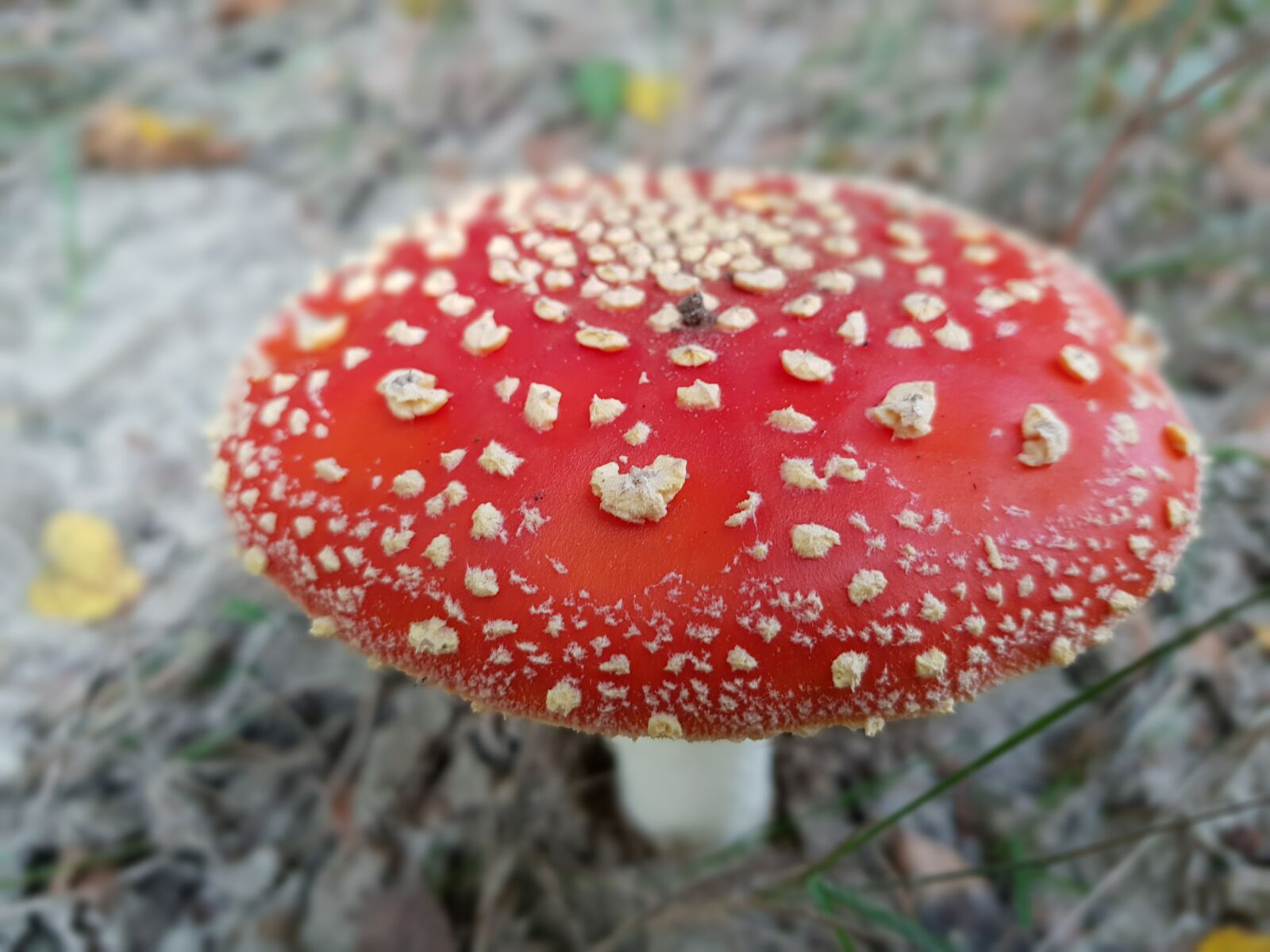 Samsung Galaxy S8+ sample photo. Fly agaric, mushrooms, forest photography
