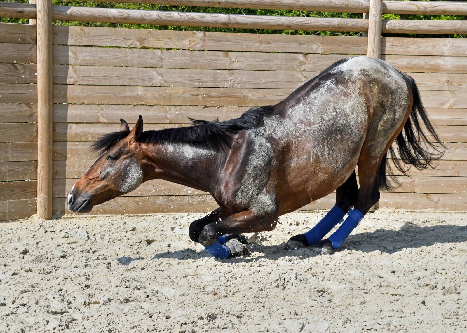 Nikon D500 sample photo. Horse, animal, cavalry, livestock photography