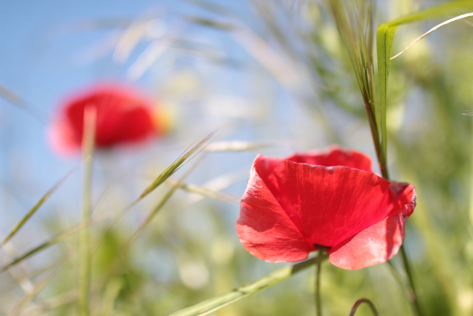 Sigma 35mm F1.4 DG HSM Art sample photo. Poppy, flower, wild flowers photography