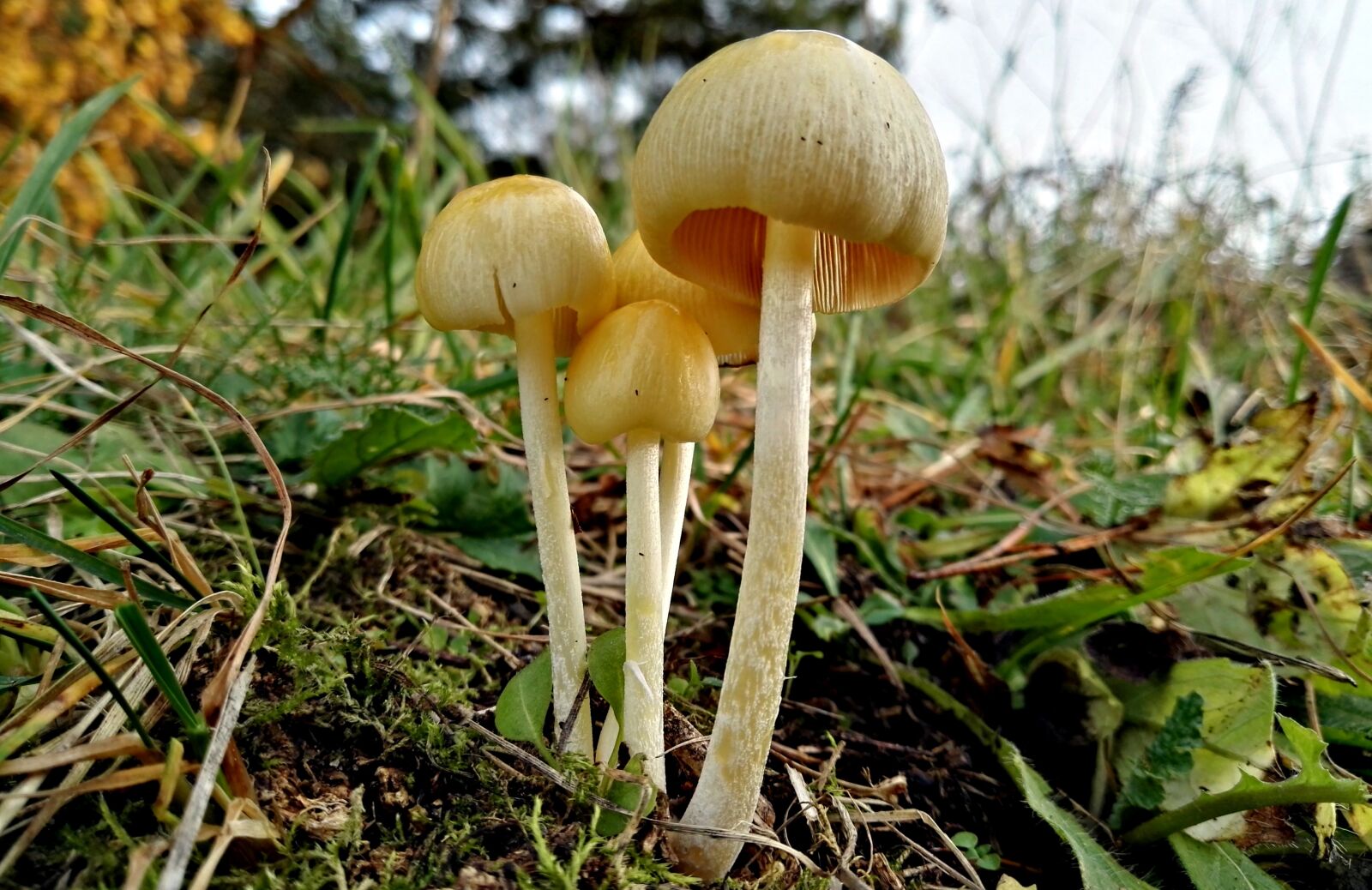 HUAWEI P8 sample photo. Mushrooms, mushroom, forest photography
