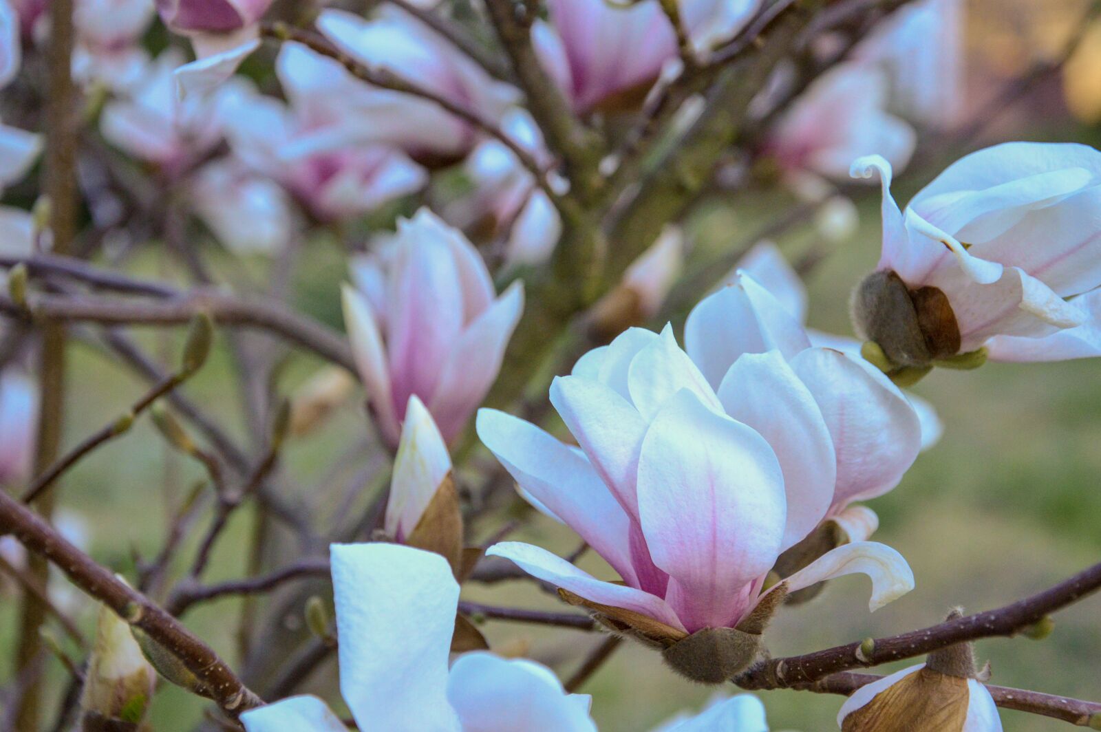 Nikon D3200 sample photo. Spring, mother's day, magnolia photography