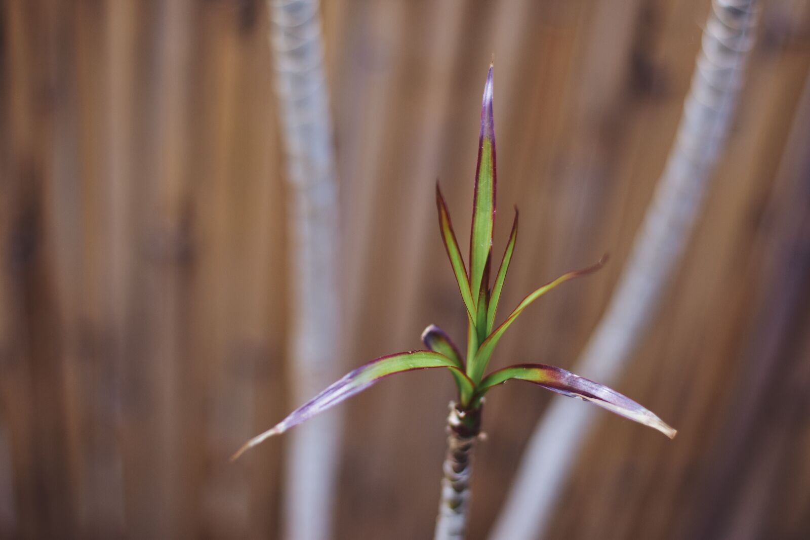 Nikon D7200 sample photo. Botanical, wallpaper, tranquility photography