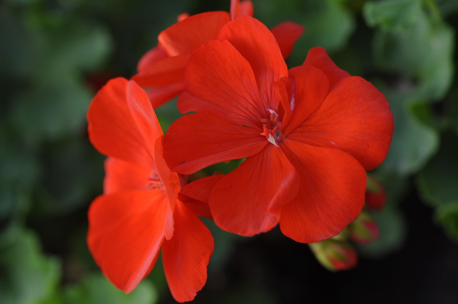 Nikon D90 sample photo. Big, flowering, geranium photography