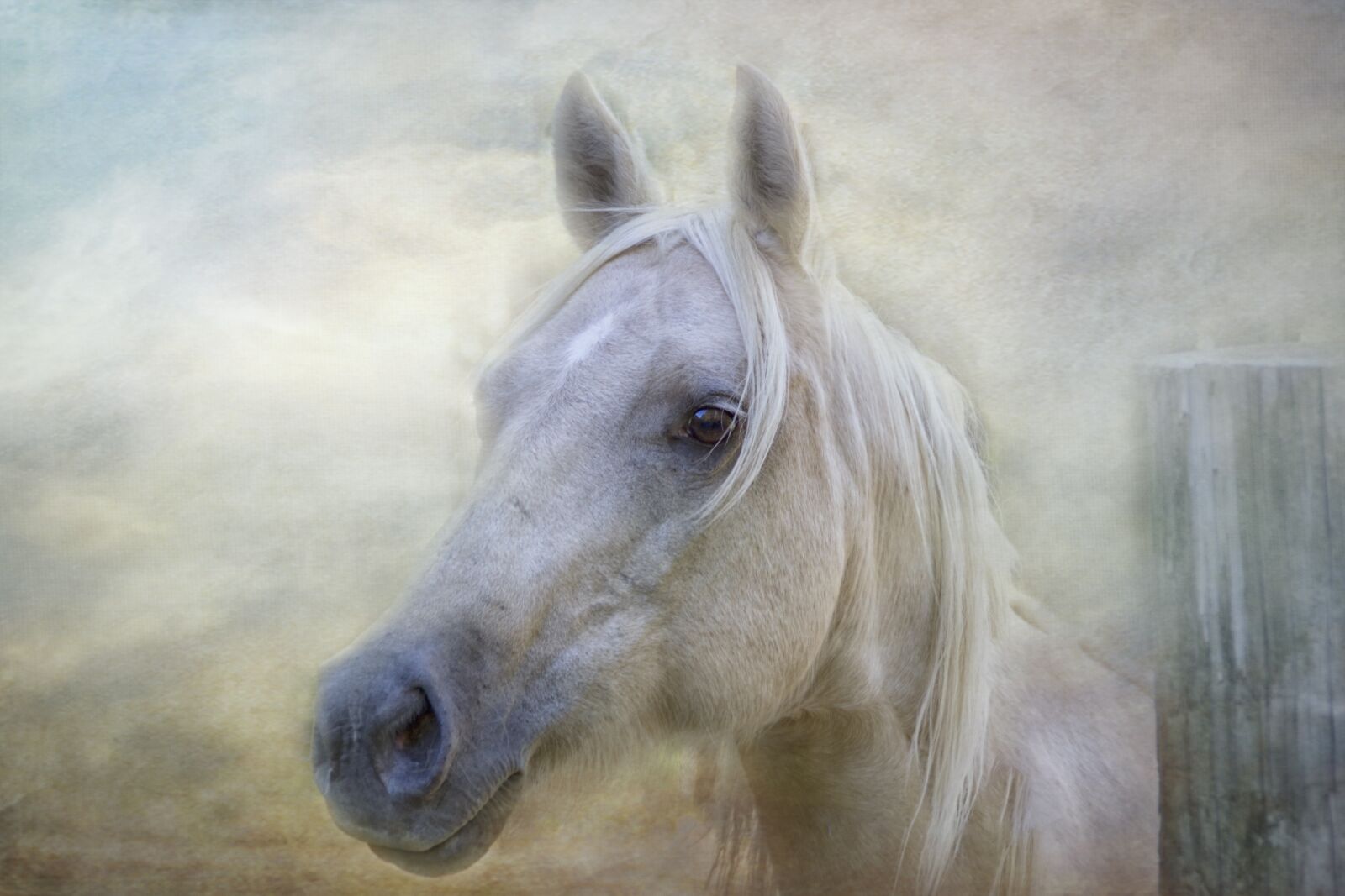 Canon EOS 600D (Rebel EOS T3i / EOS Kiss X5) sample photo. Horse, white, animal photography