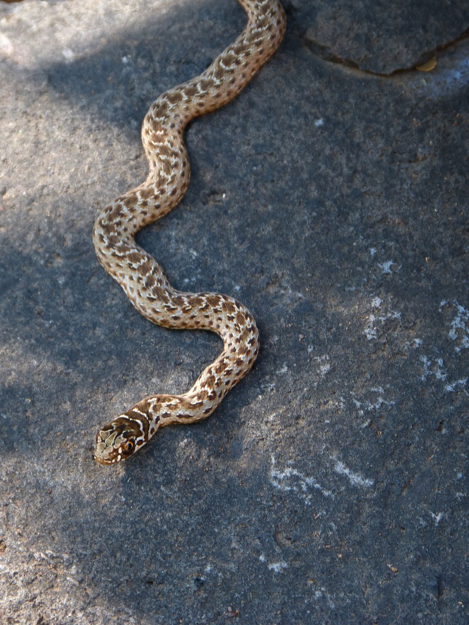 Panasonic DMC-FZ62 sample photo. Serpente, threat, rock photography