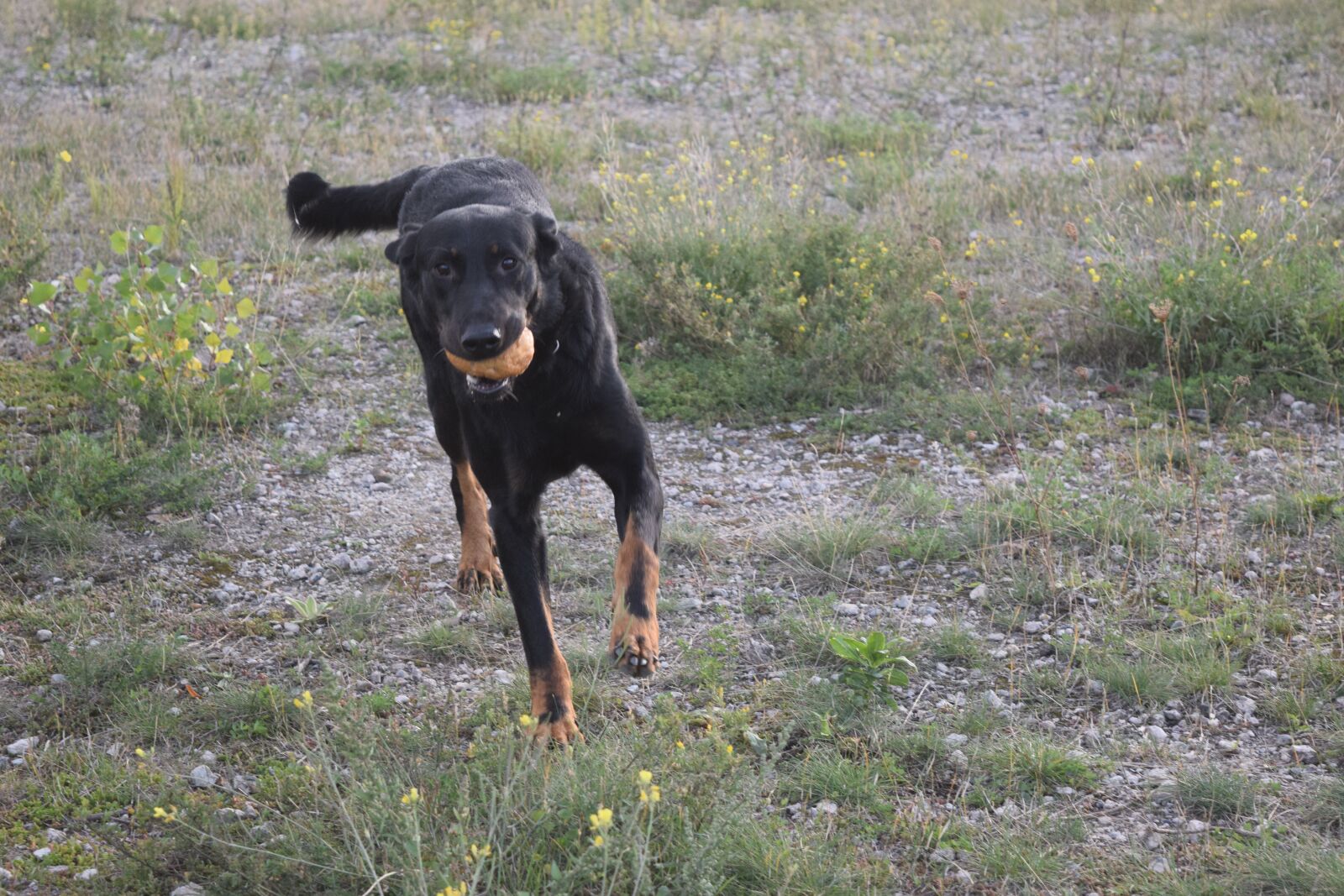 Nikon D3300 sample photo. Beauceron, berlin, spring photography