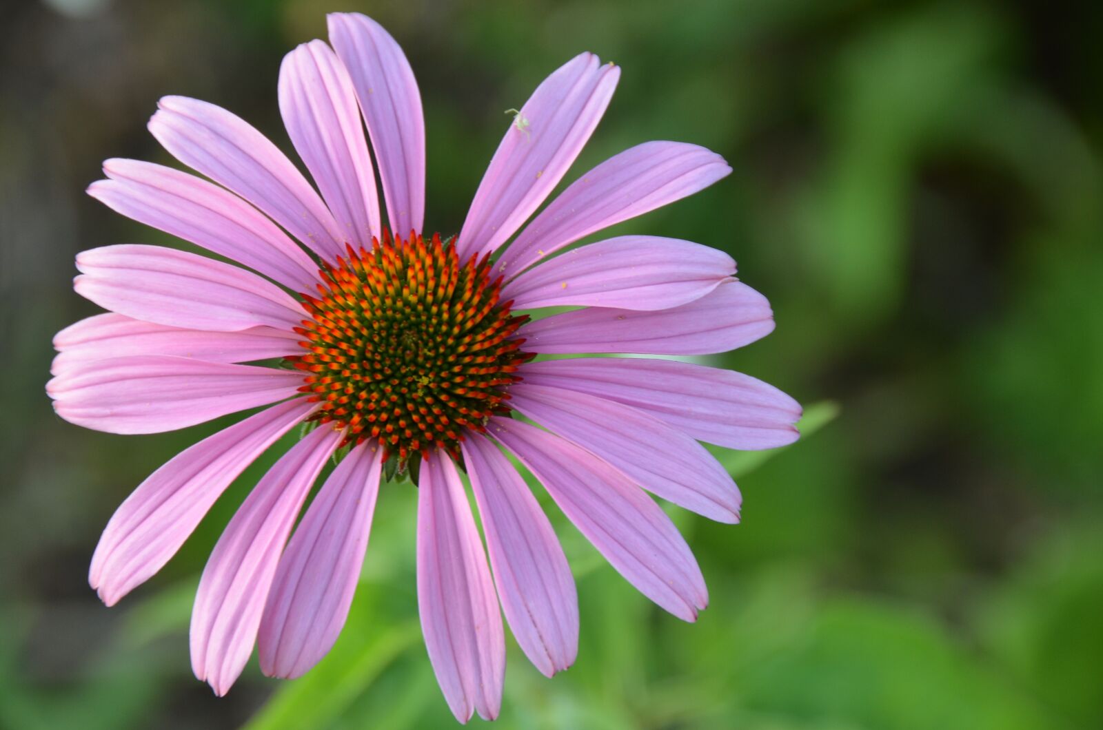 Nikon D7000 sample photo. Coneflower, echinacea, summer photography